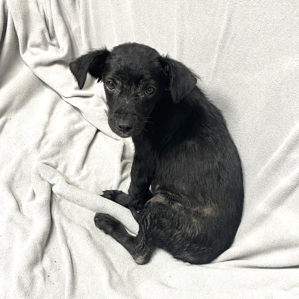 Coal, a Adoptable Chihuahua in Brenham, TX image 6/6