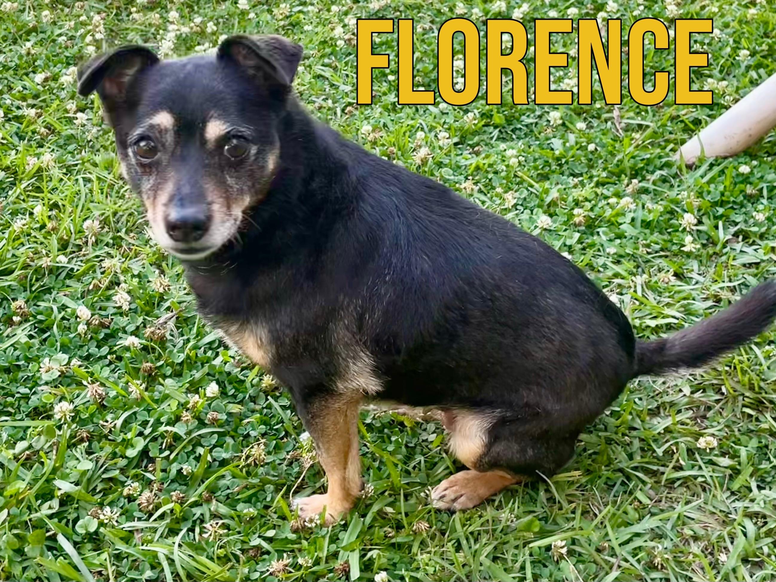 Florence in Texarkana TX, a ADOPTABLE mixed breed in Texarkana, TX image 1/5