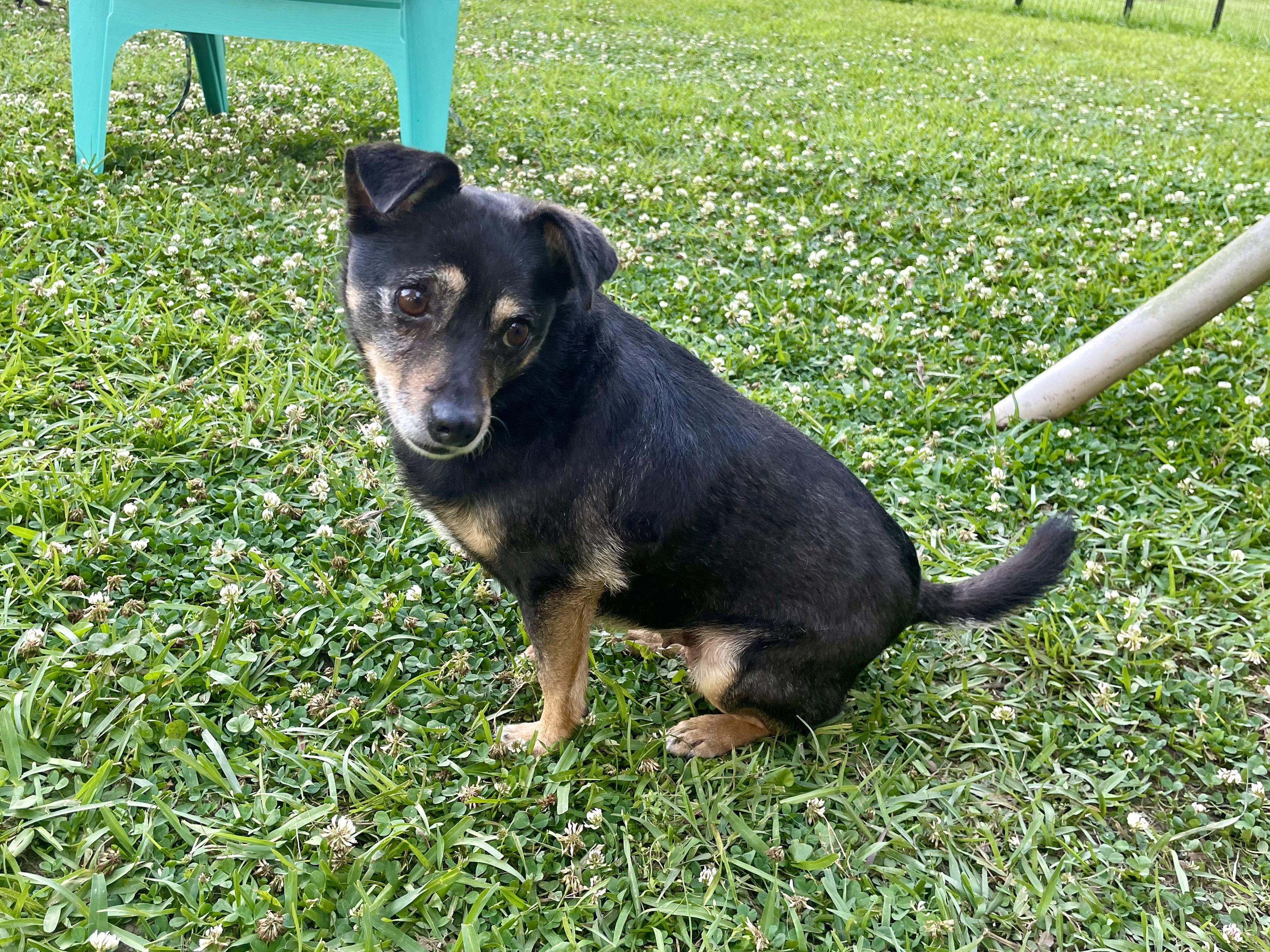Florence in Texarkana TX, a ADOPTABLE mixed breed in Texarkana, TX image 2/5