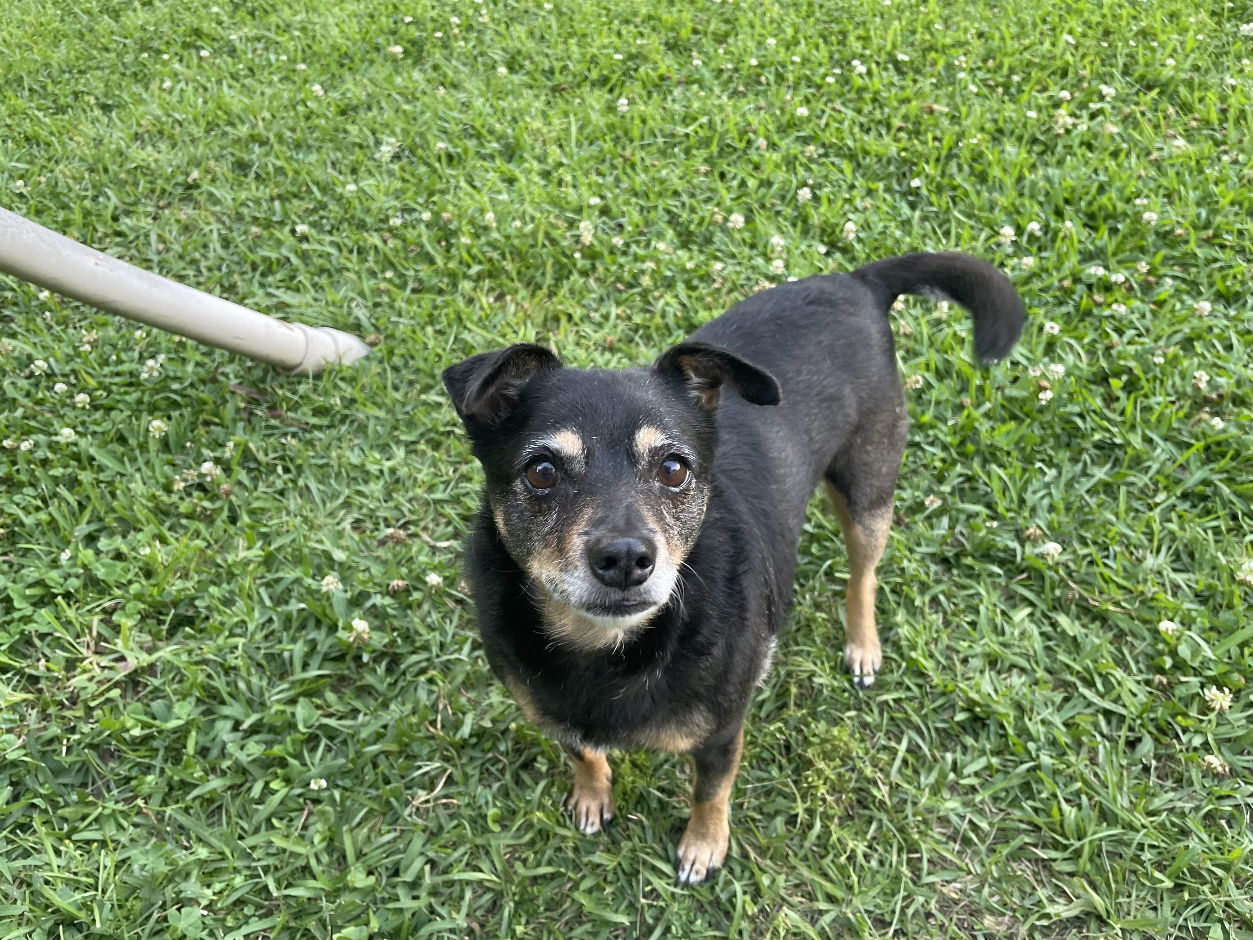 Florence in Texarkana TX, a ADOPTABLE mixed breed in Texarkana, TX image 4/5