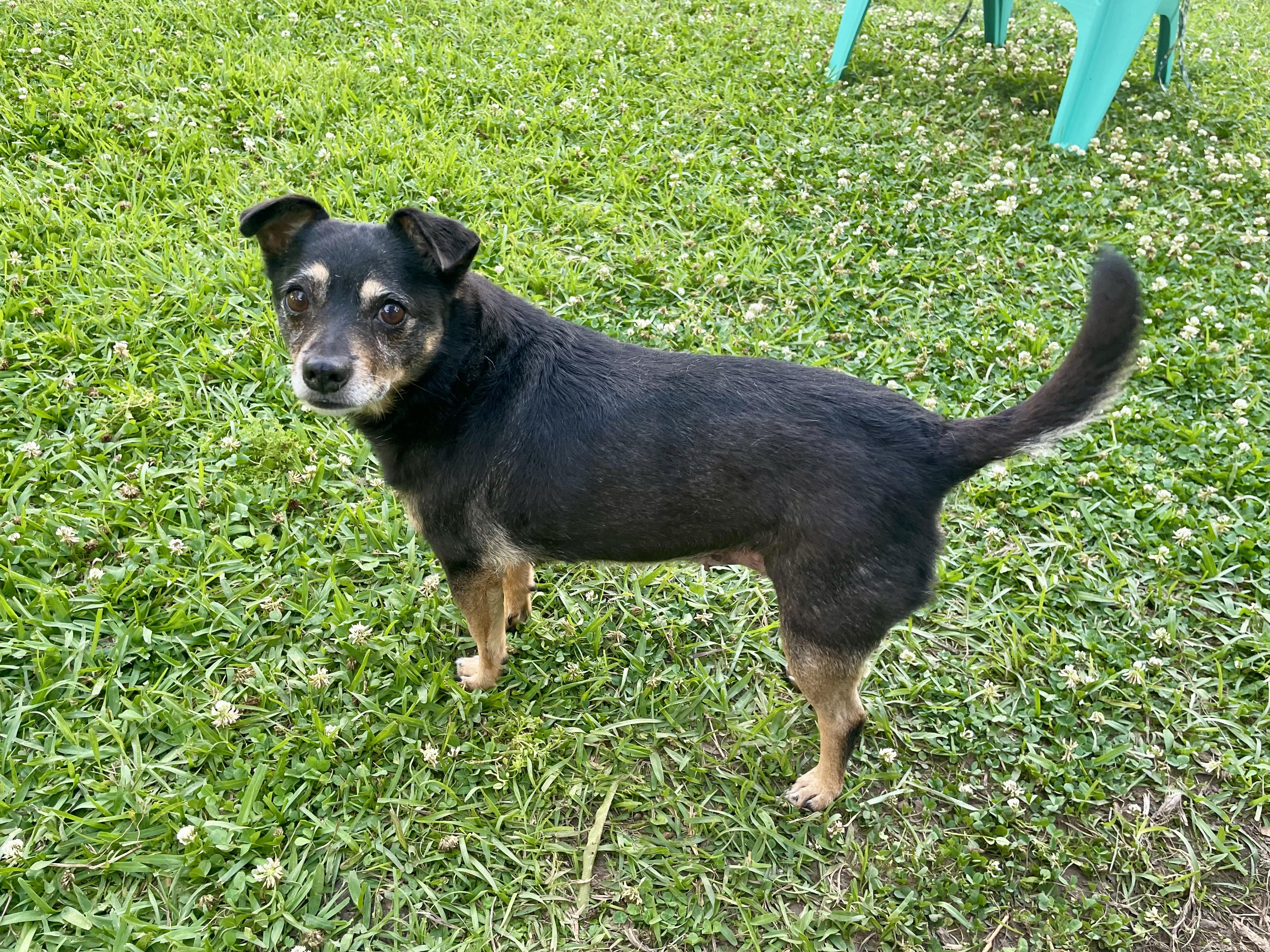 Florence in Texarkana TX, a ADOPTABLE mixed breed in Texarkana, TX image 3/5