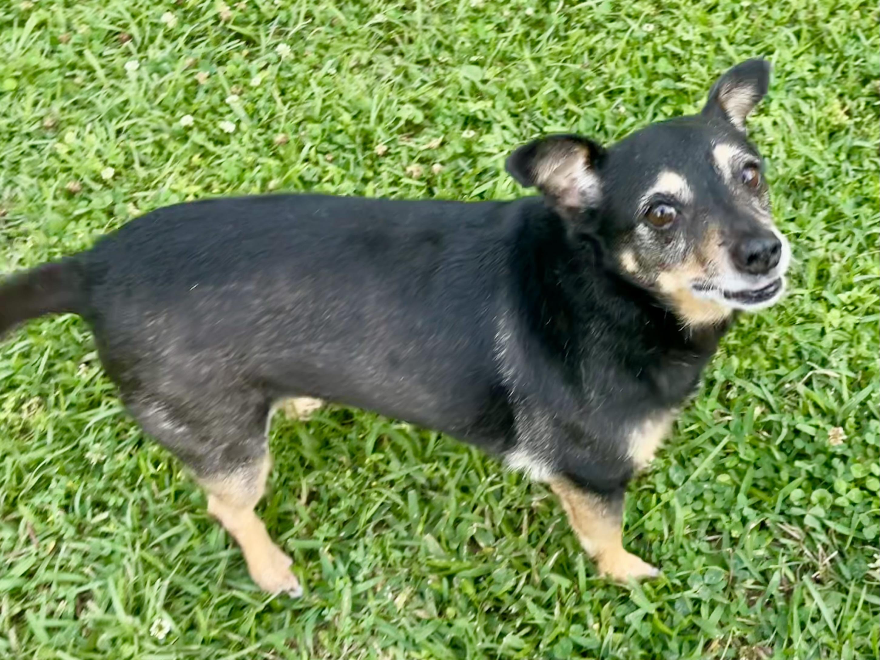 Florence in Texarkana TX, a ADOPTABLE mixed breed in Texarkana, TX image 5/5