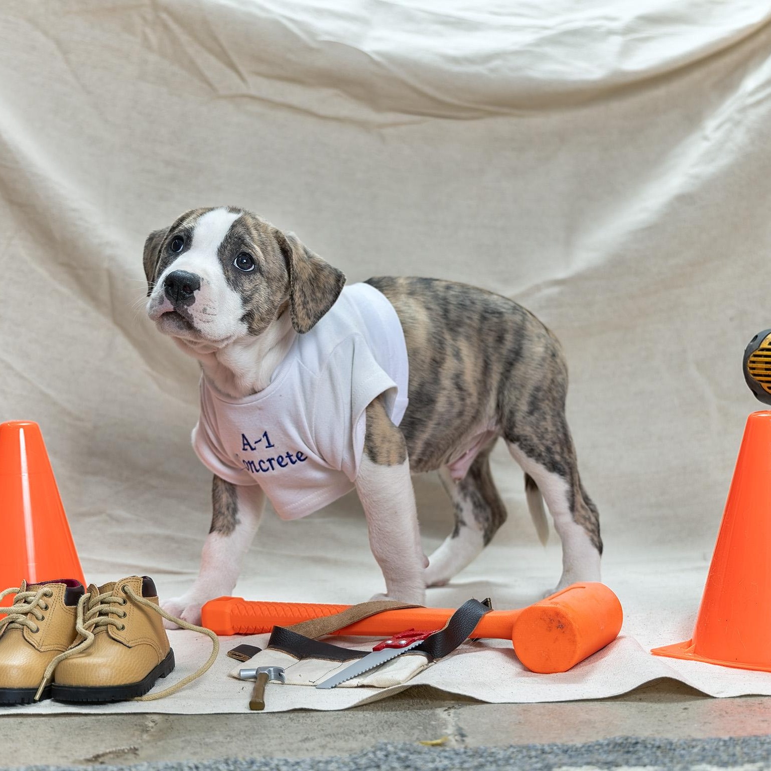 Enlarge Puppy-4, an adopted mixed breed in Clarinda, IA image 3/4
