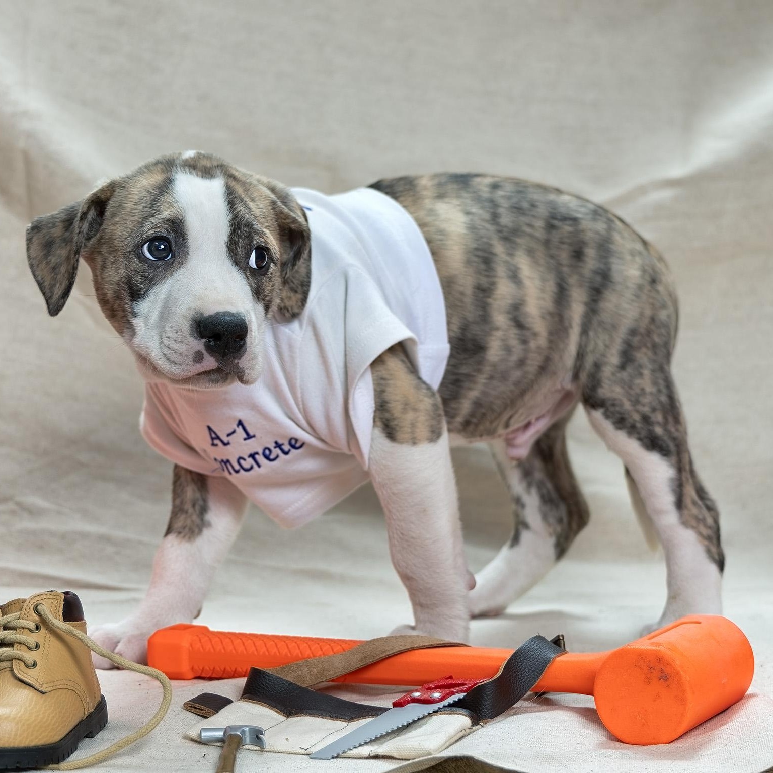 Enlarge Puppy-4, an adopted mixed breed in Clarinda, IA image 2/4