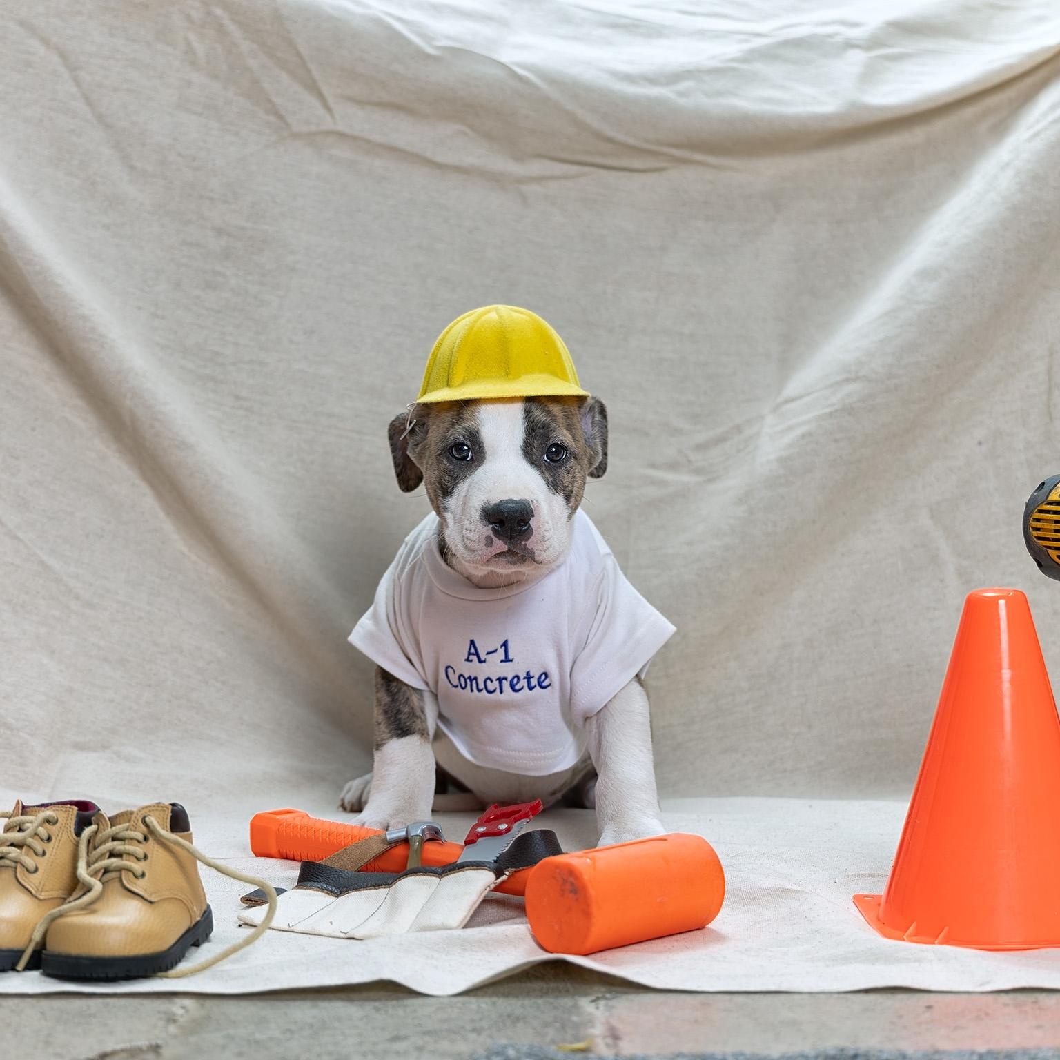 Puppy-4, adopted, Puppy Male American Staffordshire Terrier.