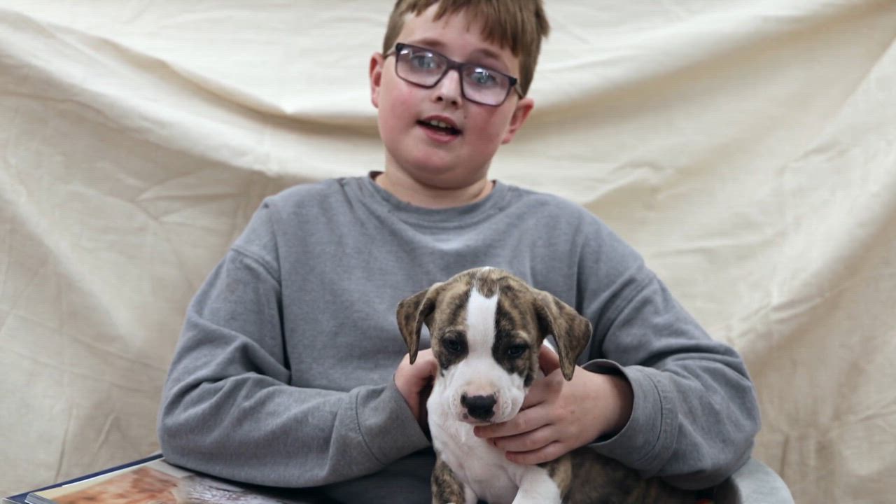 Enlarge Puppy-4, an adopted mixed breed in Clarinda, IA video 4/4