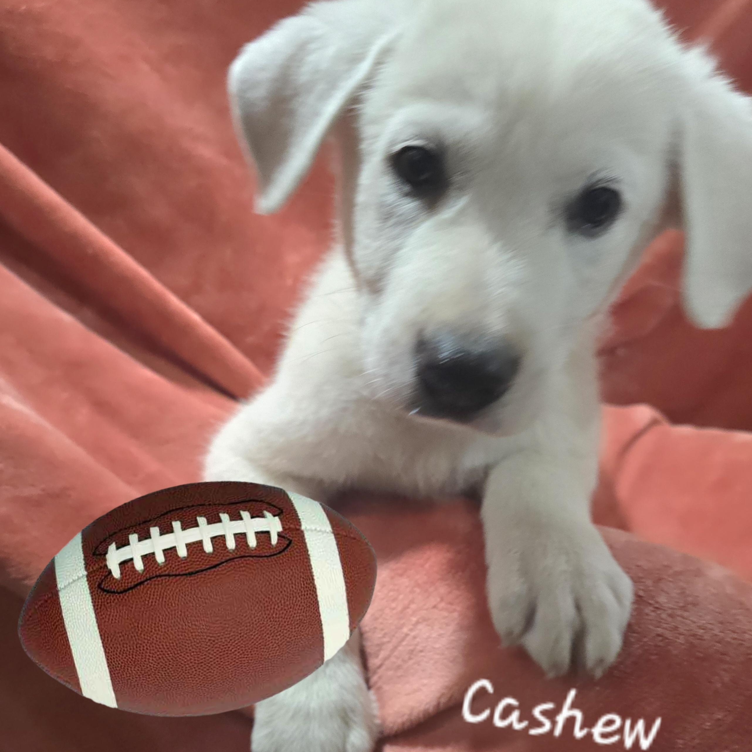 Cashew
