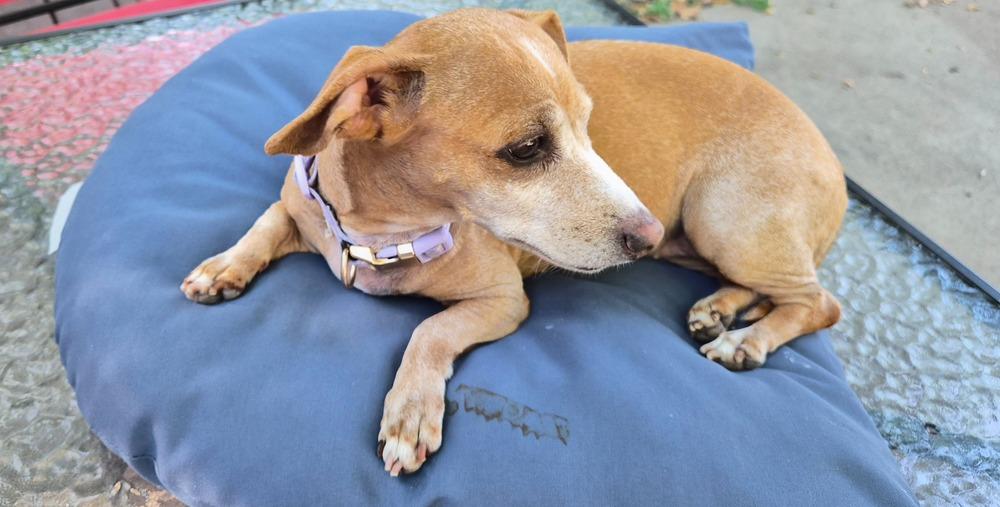 Missy, Adoptable, Senior Female Dachshund.