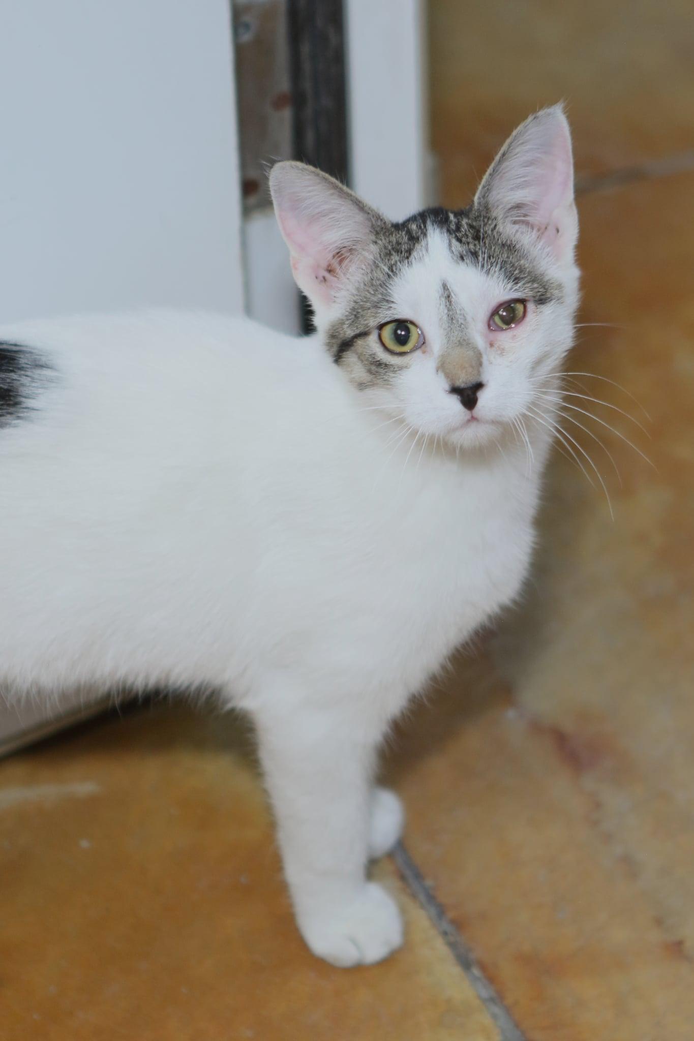 Sherlock, a Adopted Domestic Short Hair in Austin, MN image 1/3