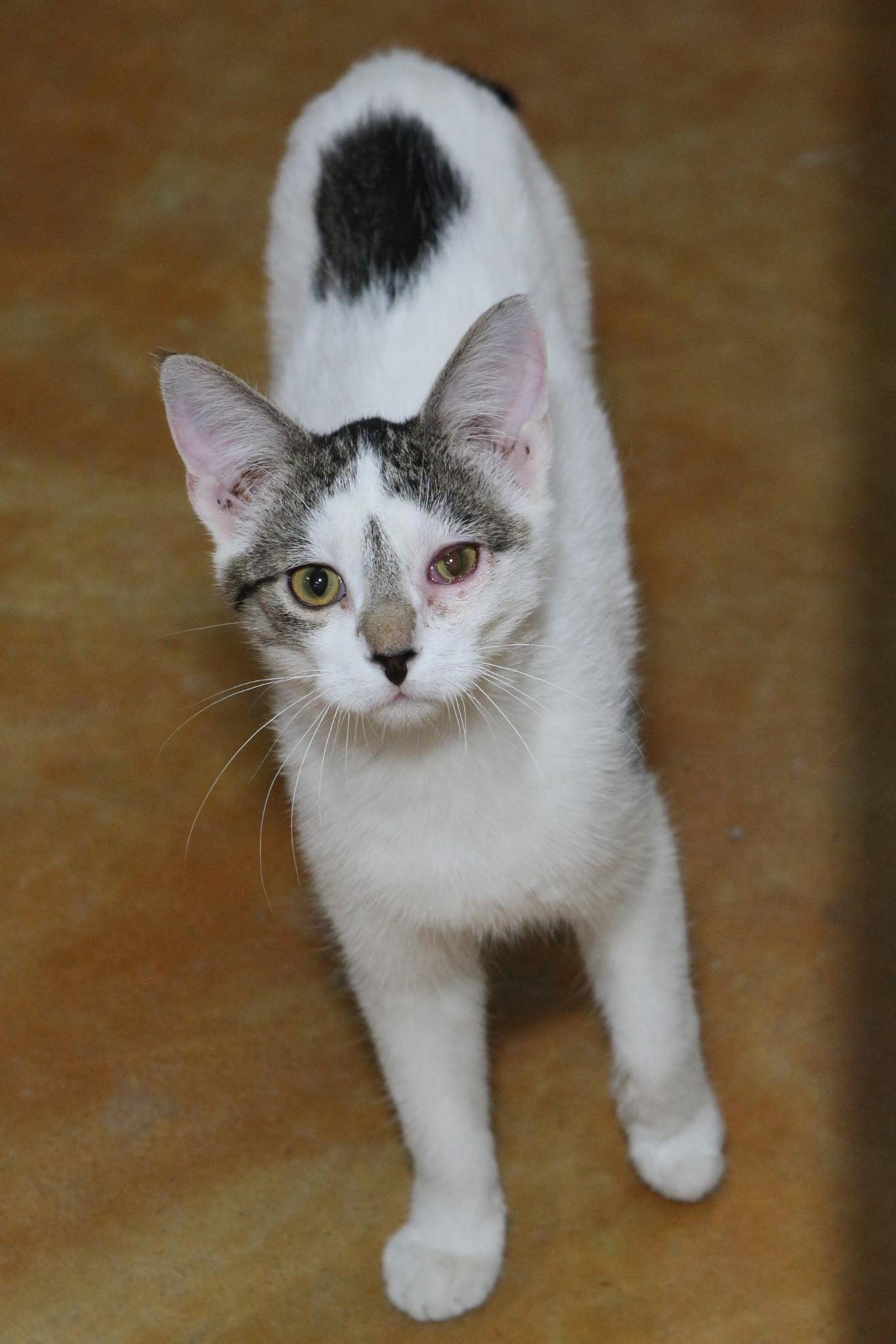Sherlock, a Adopted Domestic Short Hair in Austin, MN image 2/3