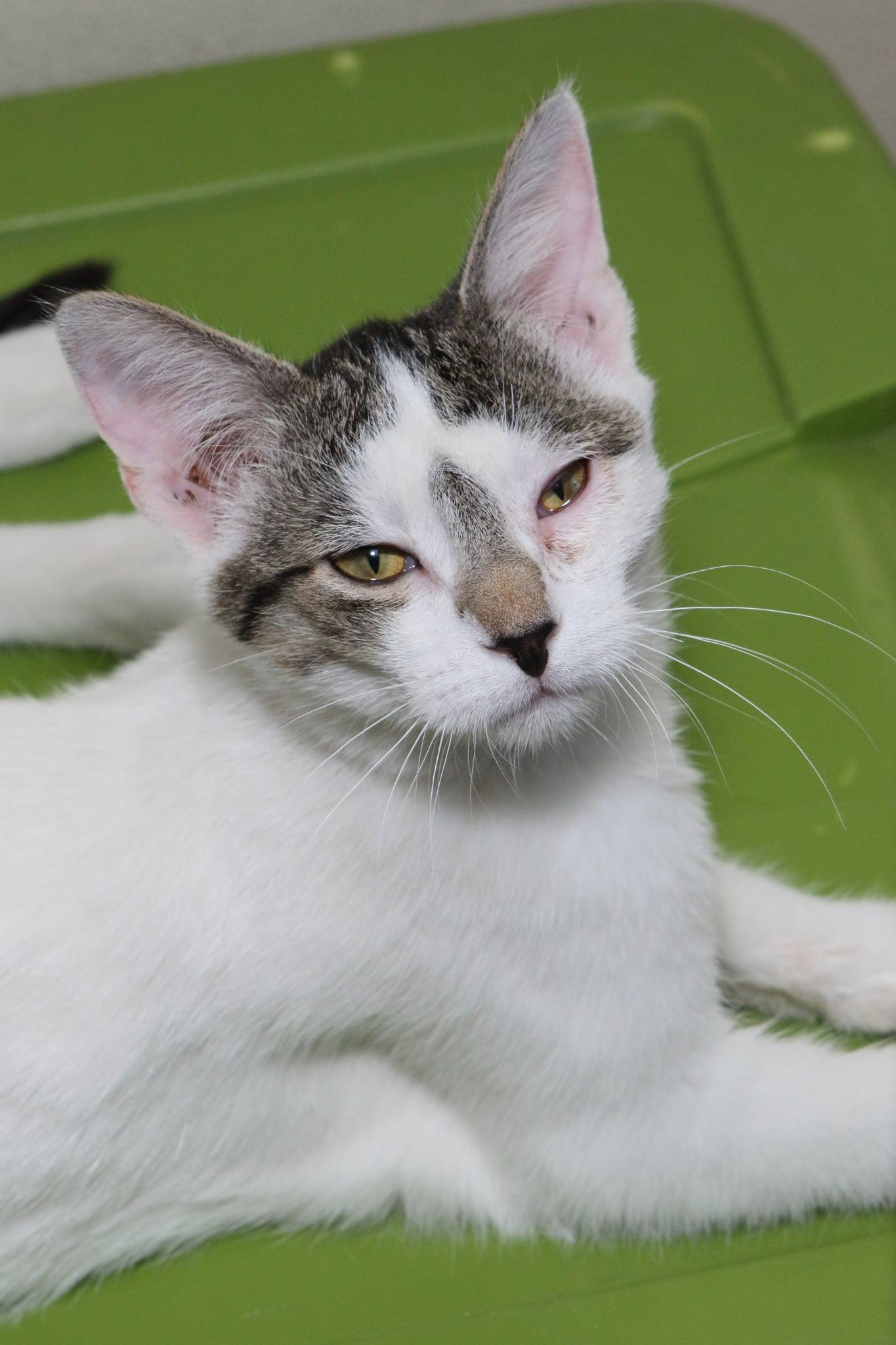 Sherlock, a Adopted Domestic Short Hair in Austin, MN image 3/3
