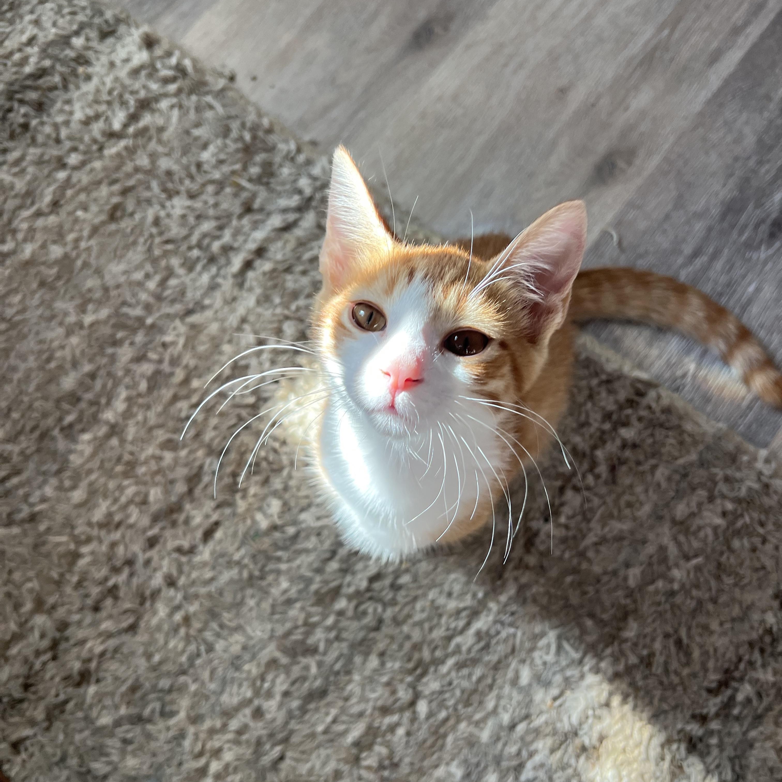 Enlarge Mac and Cheese, a Adoptable mixed breed in Mount Holly, NC image 2/6