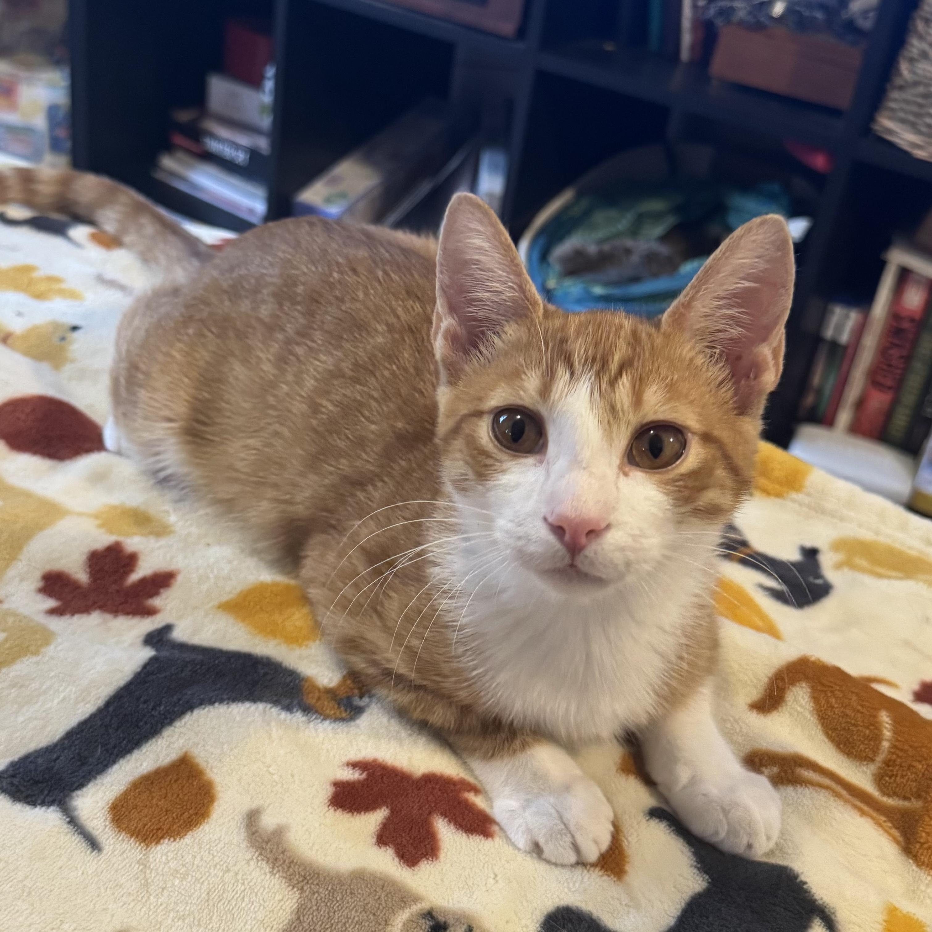 Enlarge Mac and Cheese, a Adoptable mixed breed in Mount Holly, NC image 5/6