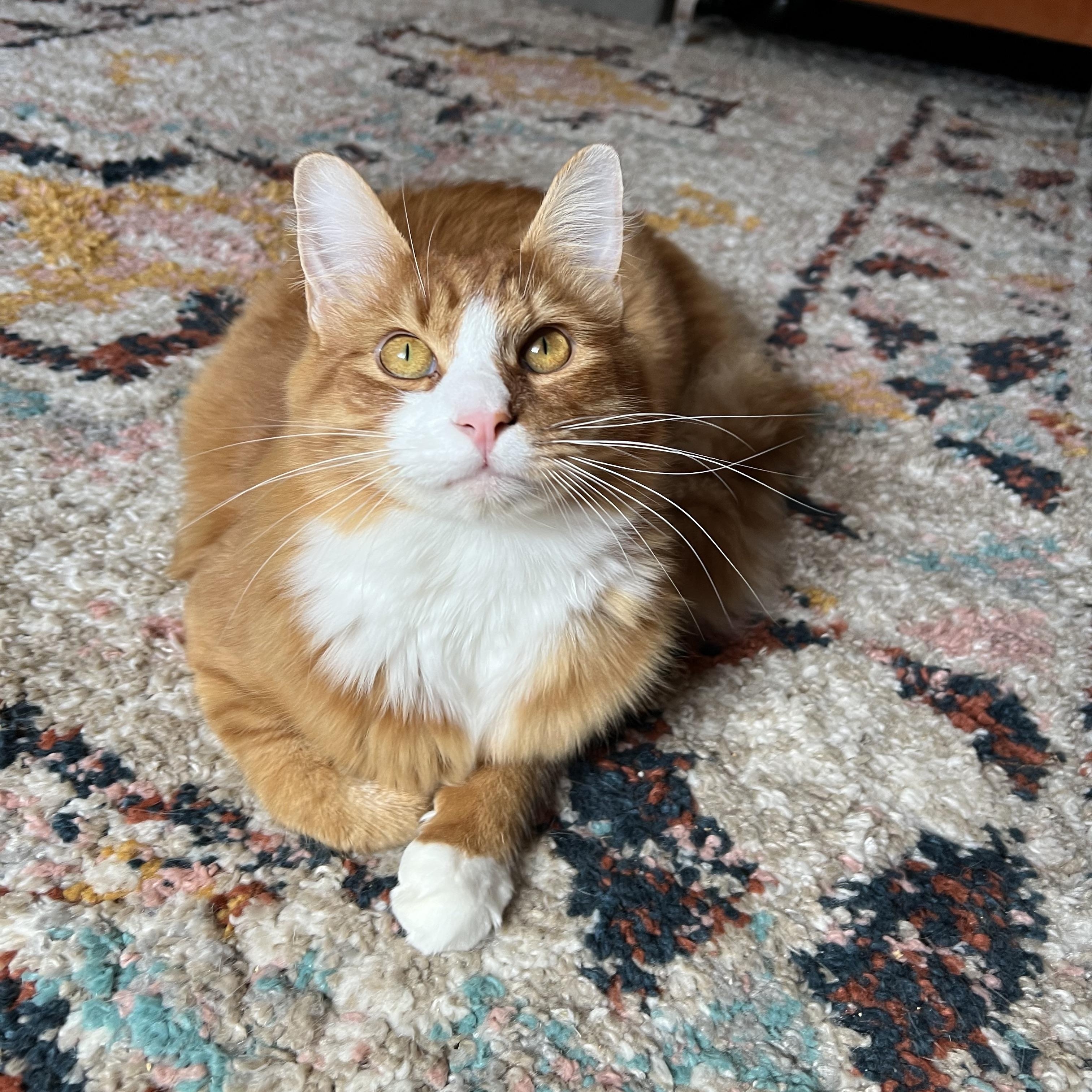 Enlarge Mac and Cheese, a Adoptable mixed breed in Mount Holly, NC image 1/5