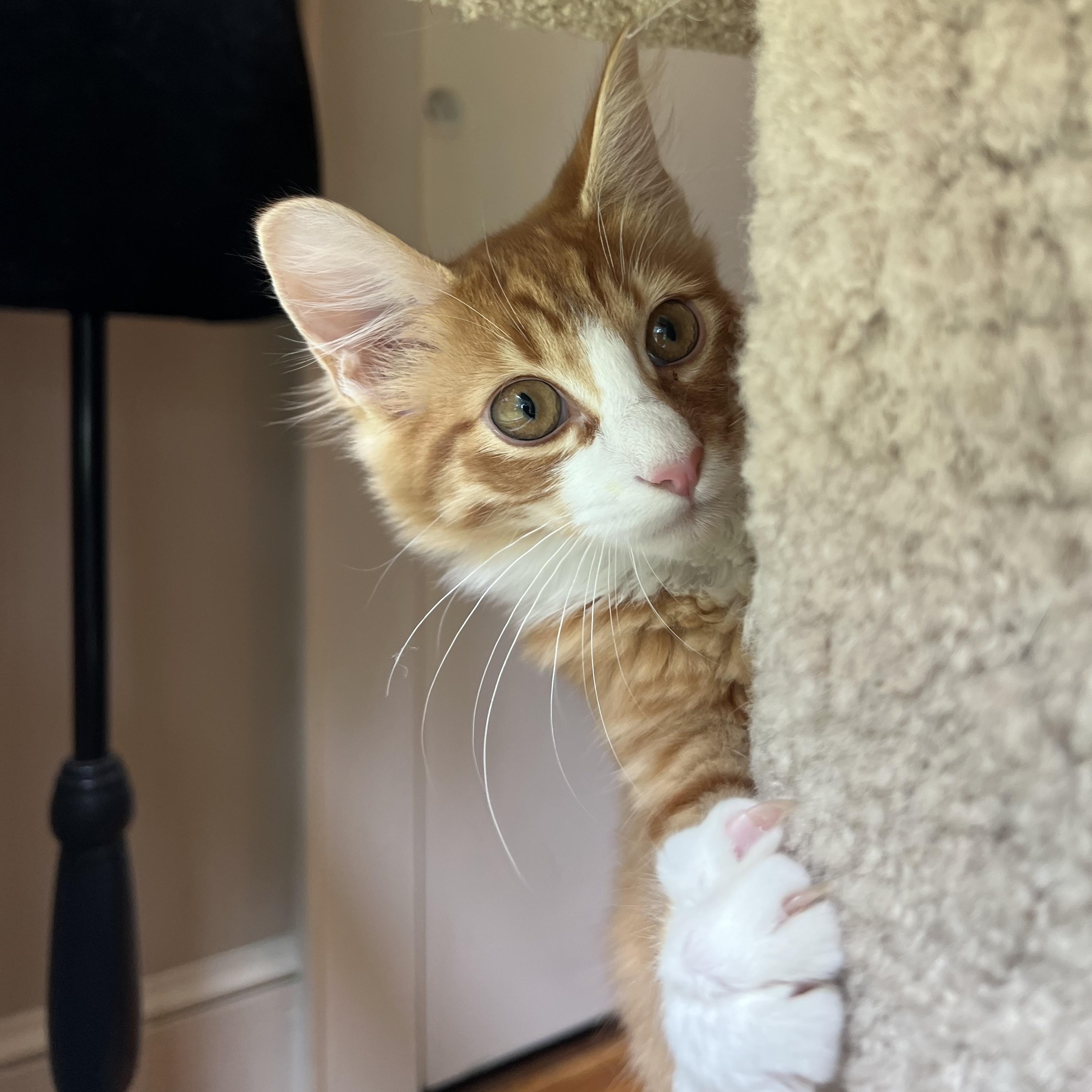 Enlarge Mac and Cheese, a Adoptable mixed breed in Mount Holly, NC image 1/6