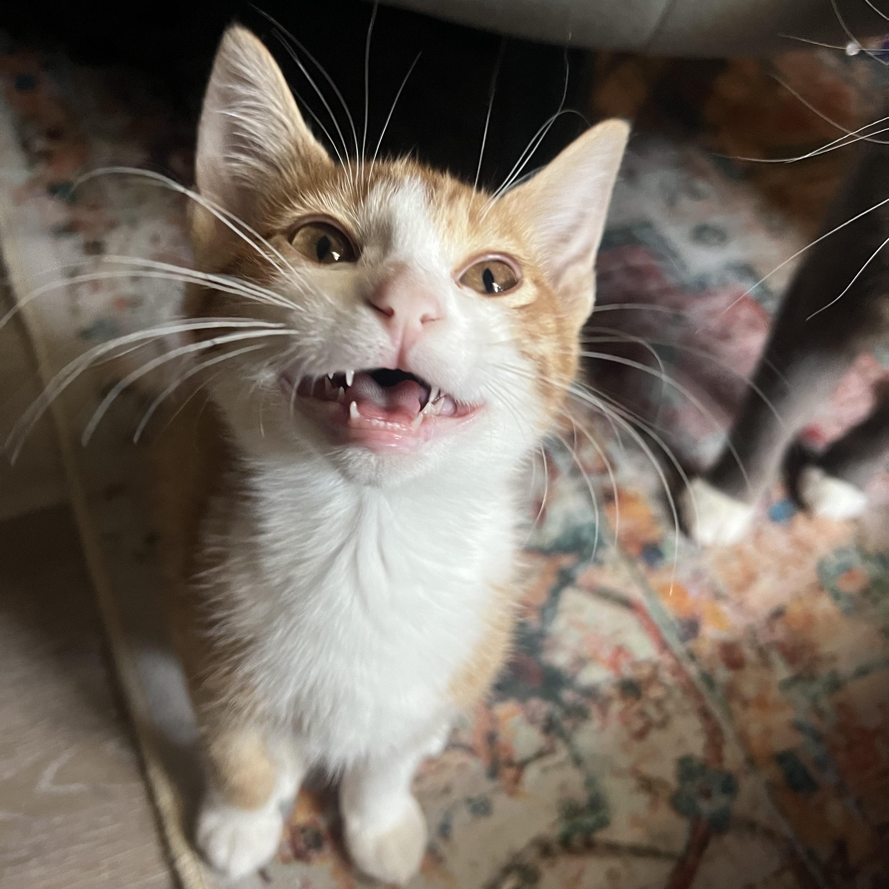 Enlarge Mac and Cheese, a Adoptable mixed breed in Mount Holly, NC image 4/6