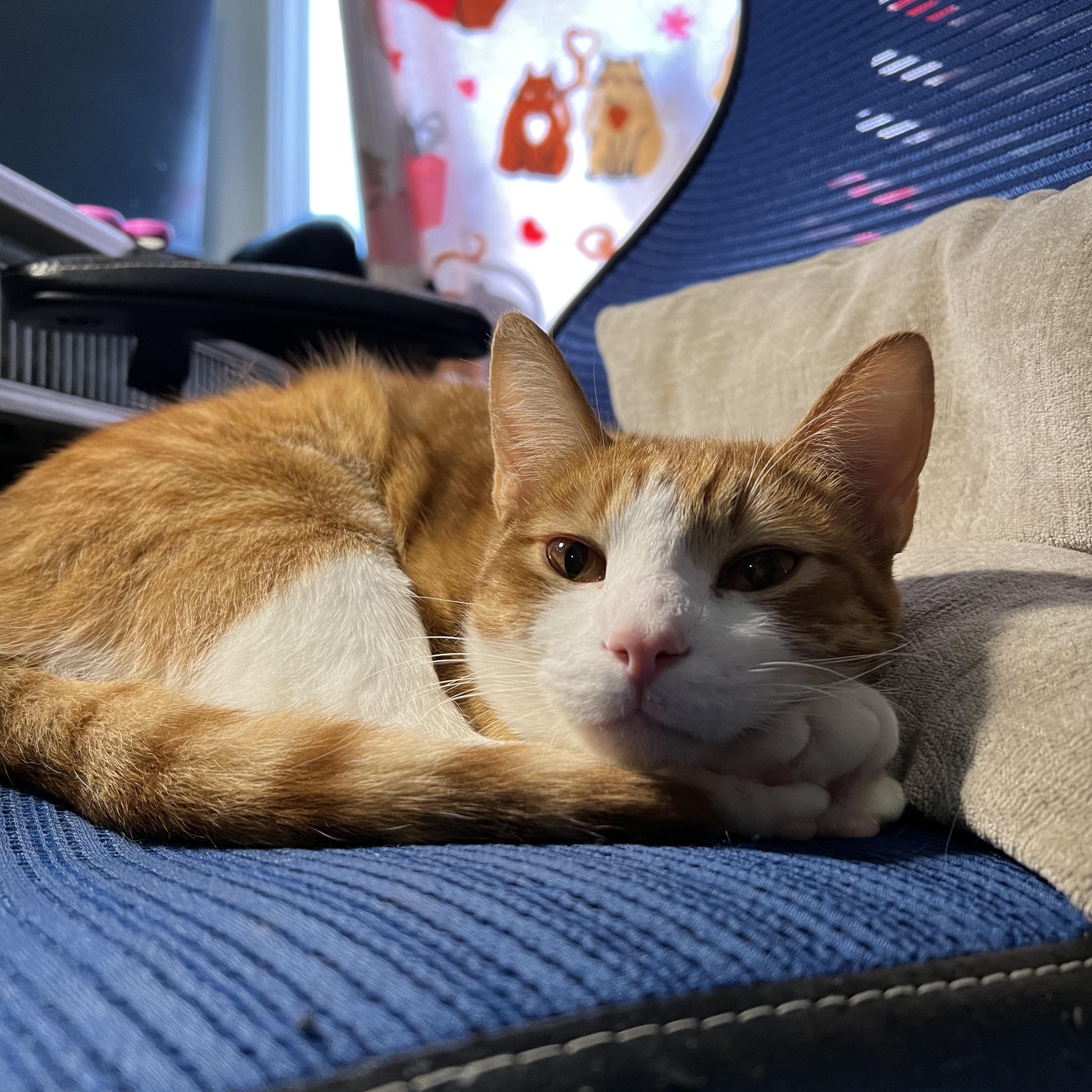 Enlarge Mac and Cheese, a Adoptable mixed breed in Mount Holly, NC image 2/5