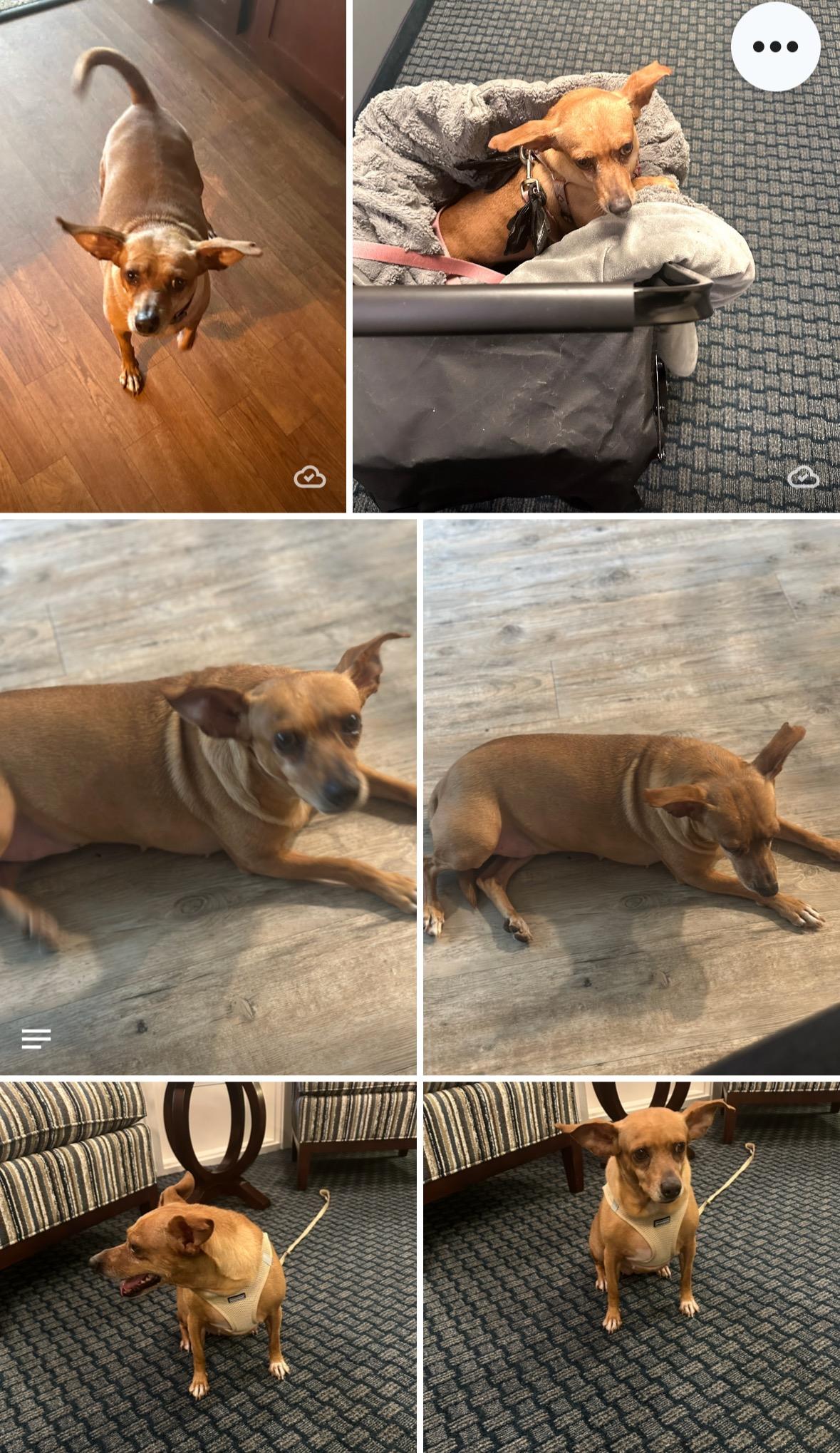 Lizzy, Adoptable, Adult Female Miniature Pinscher & Chihuahua.