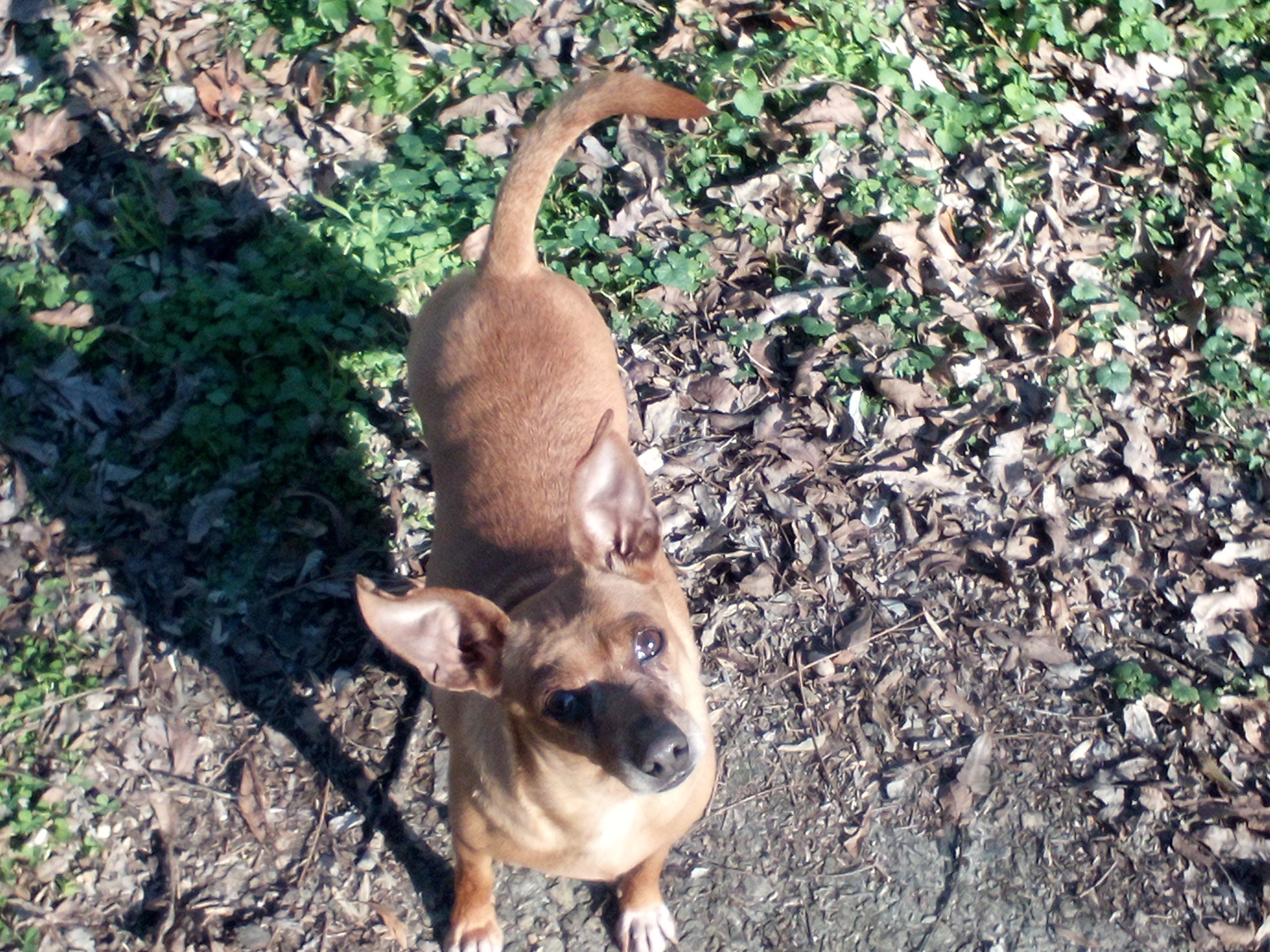 Enlarge Lizzy, a Adoptable mixed breed in Atlanta, GA image 4/5