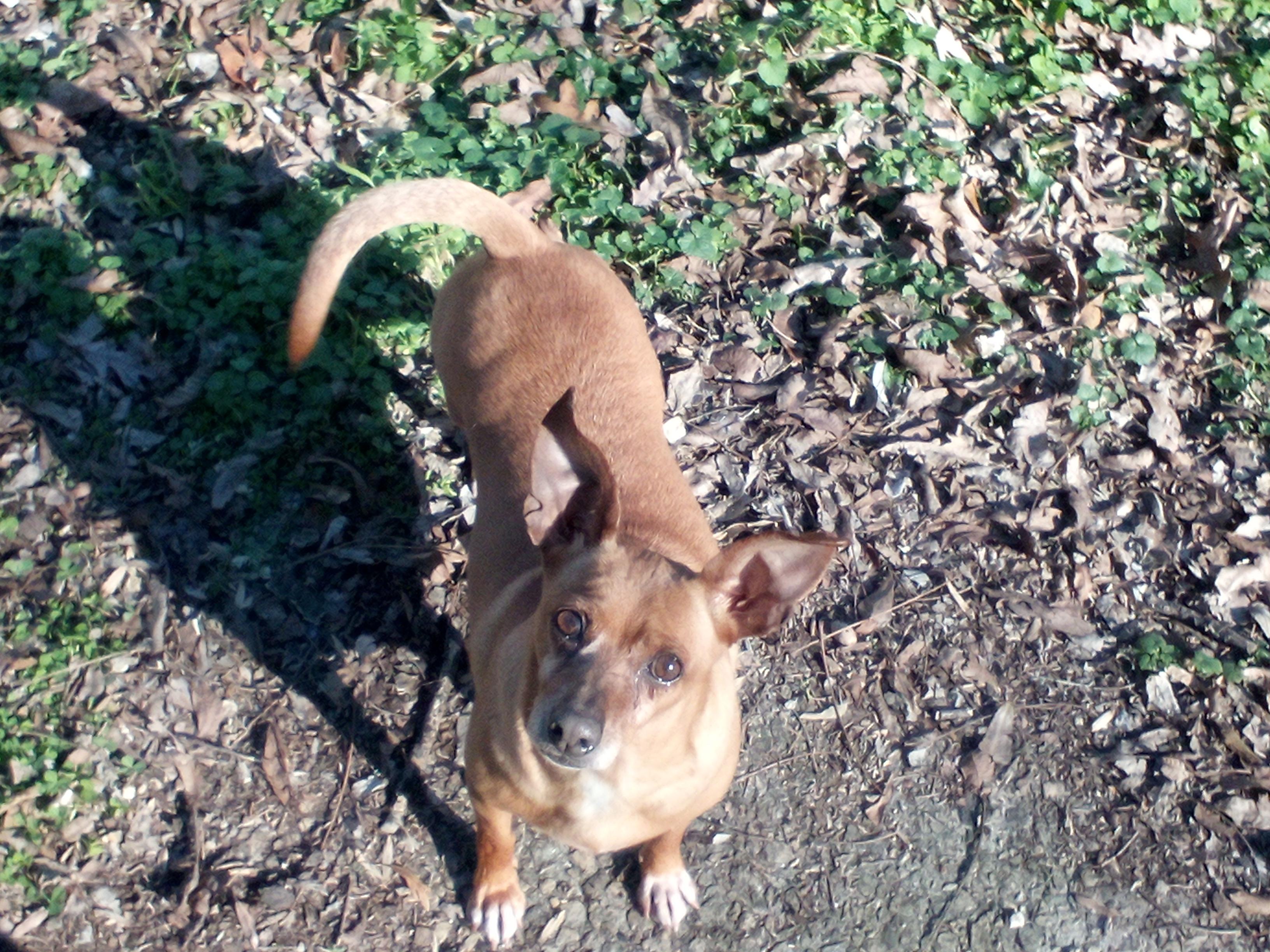 Enlarge Lizzy, a Adoptable mixed breed in Atlanta, GA image 5/5