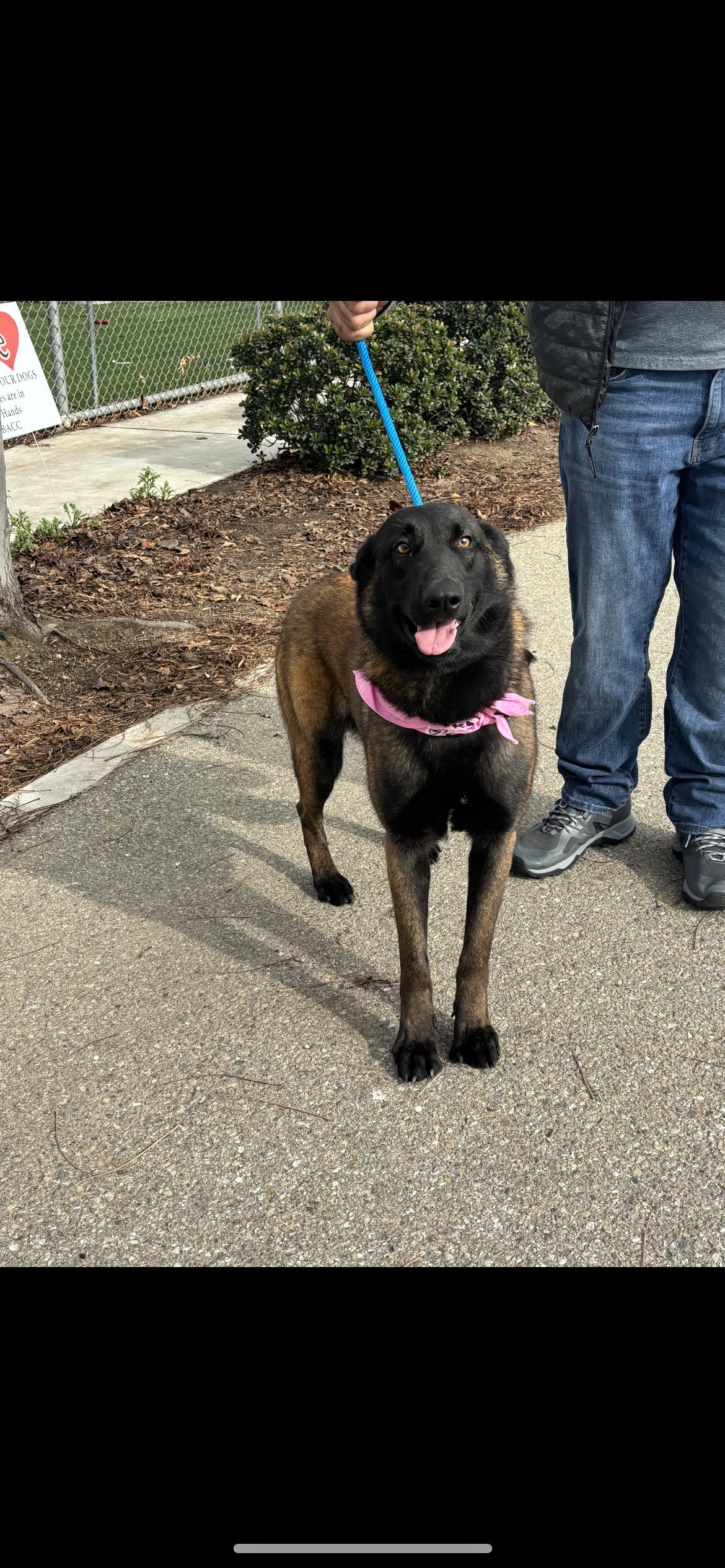 Enlarge Penelope , a ADOPTABLE mixed breed in Hamden, CT image 4/6