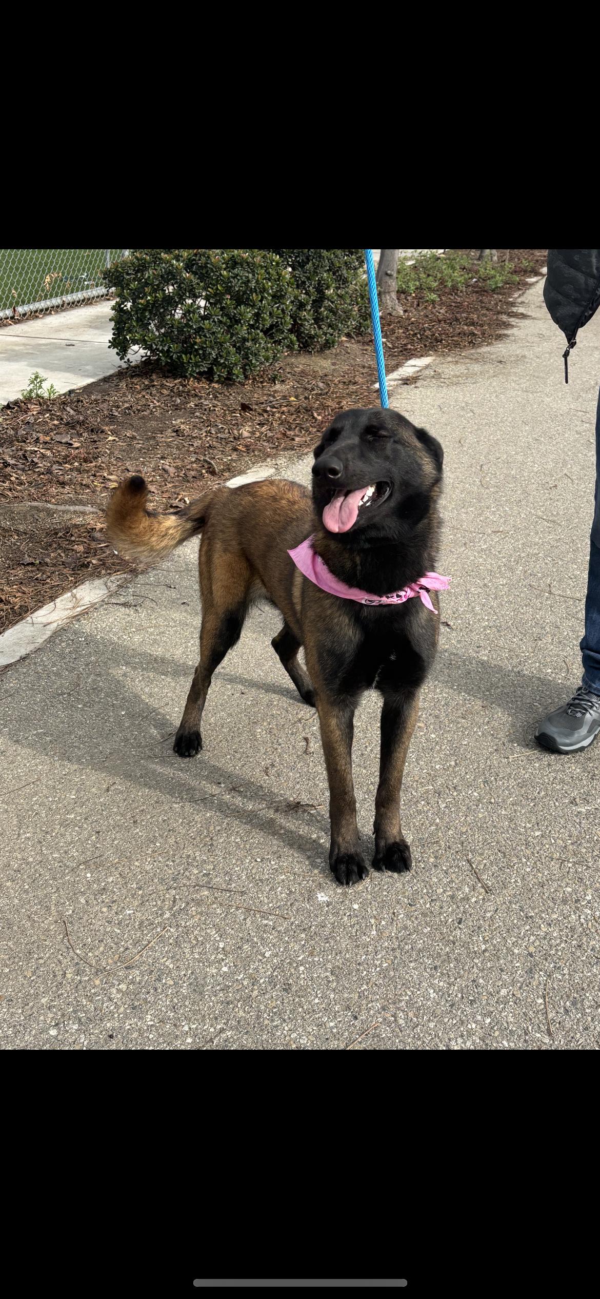 Enlarge Penelope , a ADOPTABLE mixed breed in Hamden, CT image 1/6