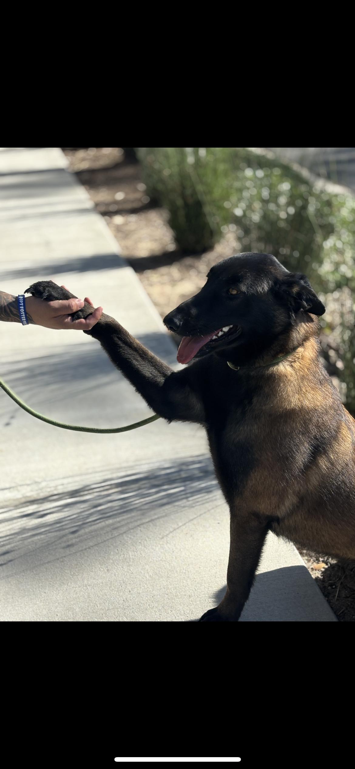 Enlarge Penelope , a ADOPTABLE mixed breed in Hamden, CT image 5/6