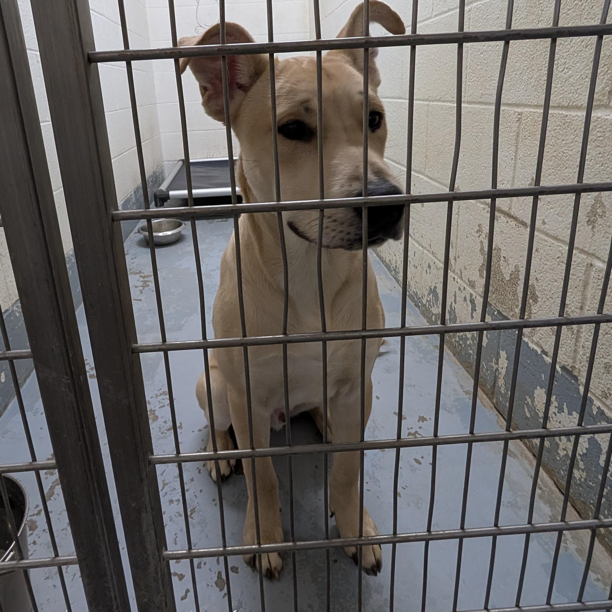Enlarge 190276 Linus LOOKING FOR OWNER, a ADOPTABLE mixed breed in Ravenna, OH image 4/4