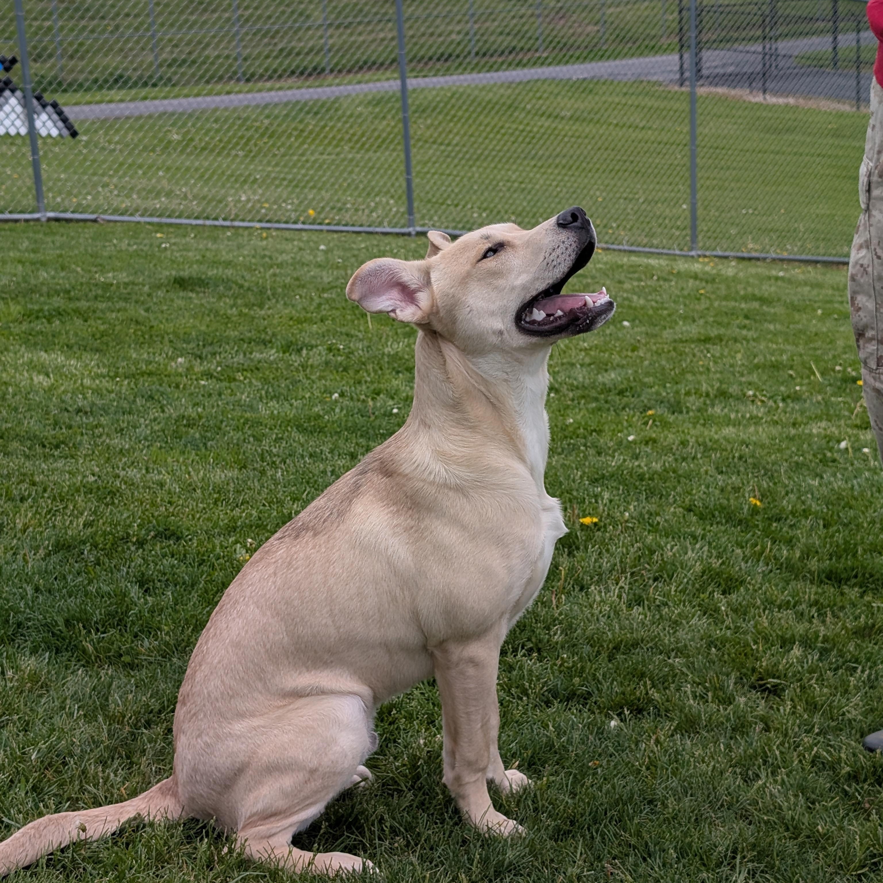 Enlarge 190276 Linus LOOKING FOR OWNER, a ADOPTABLE mixed breed in Ravenna, OH image 3/4
