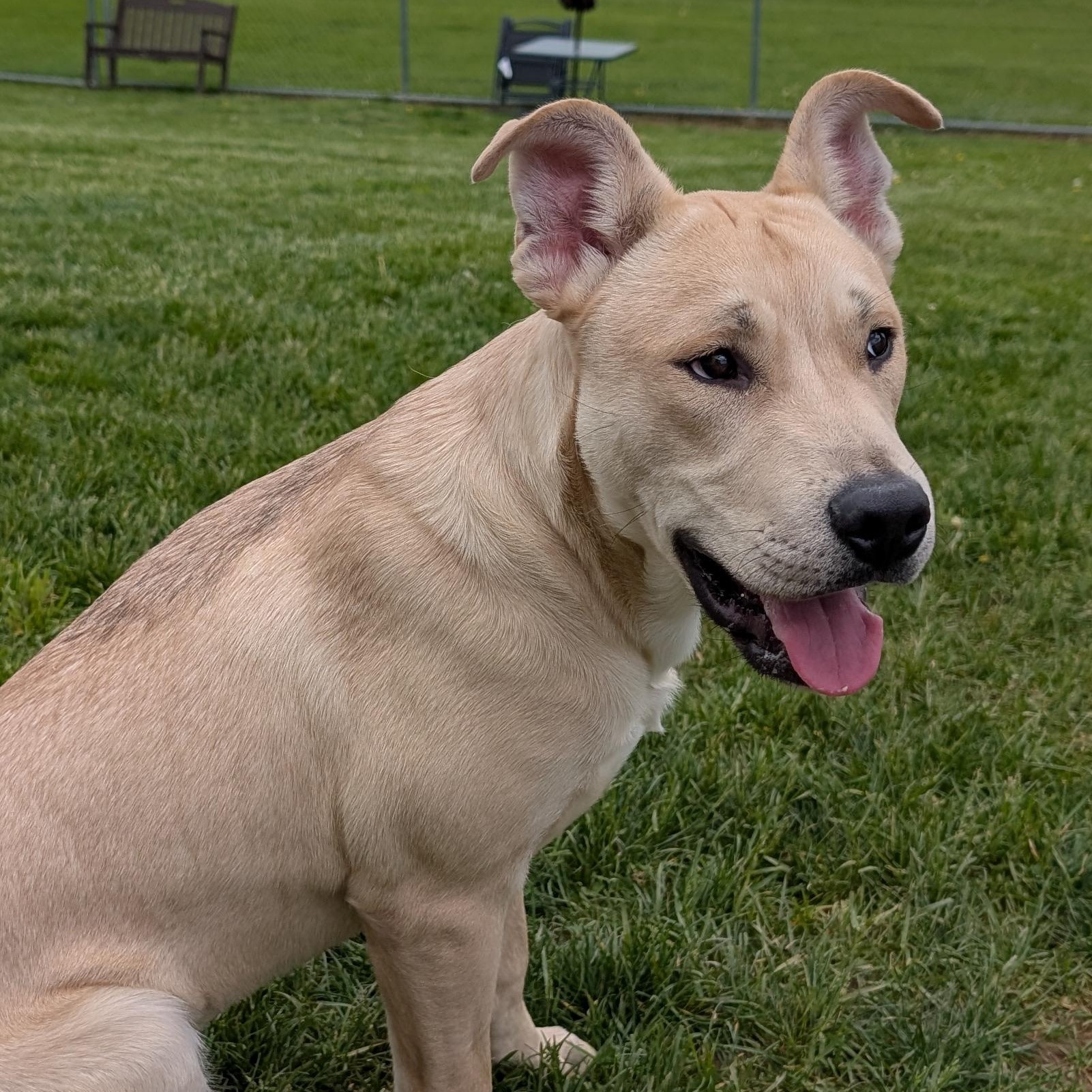 190276 Linus LOOKING FOR OWNER, ADOPTABLE, Young Male Labrador Retriever.