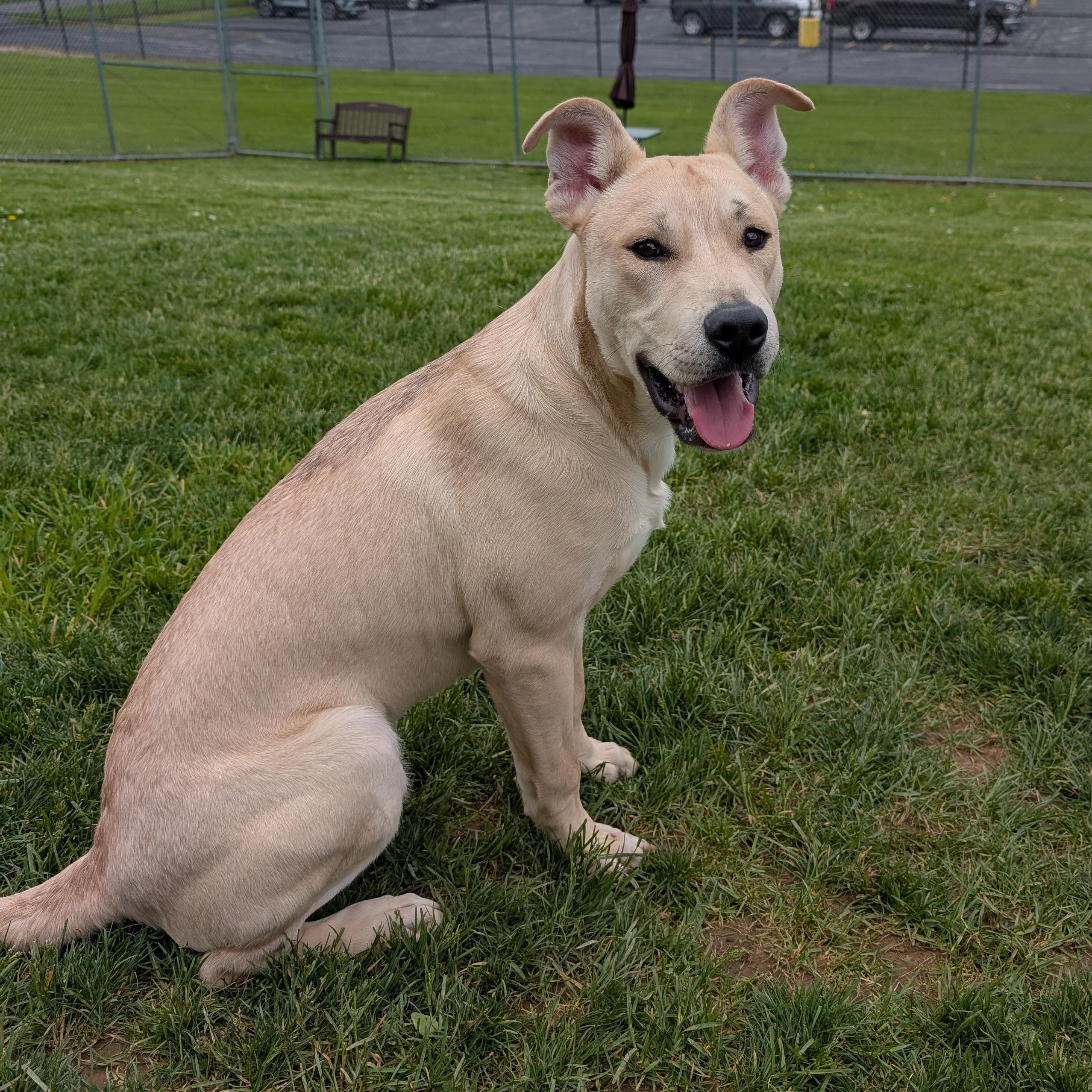 Enlarge 190276 Linus LOOKING FOR OWNER, a ADOPTABLE mixed breed in Ravenna, OH image 2/4