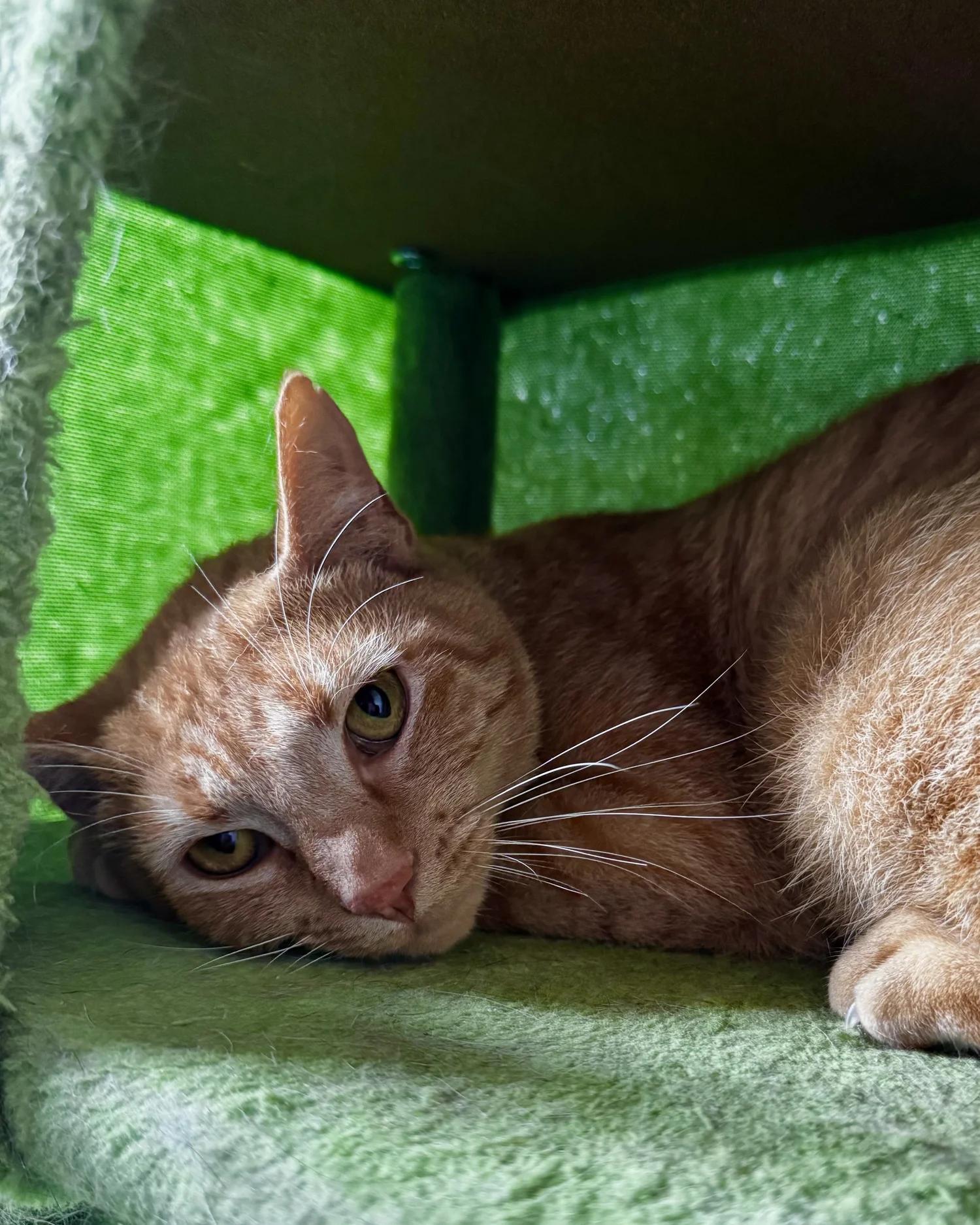 Enlarge Reg, a Adoptable Domestic Short Hair in Atlanta, GA image 6/6