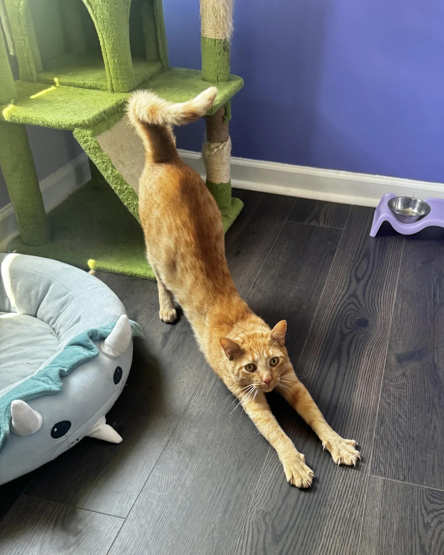 Enlarge Reg, a Adoptable Domestic Short Hair in Atlanta, GA image 5/6