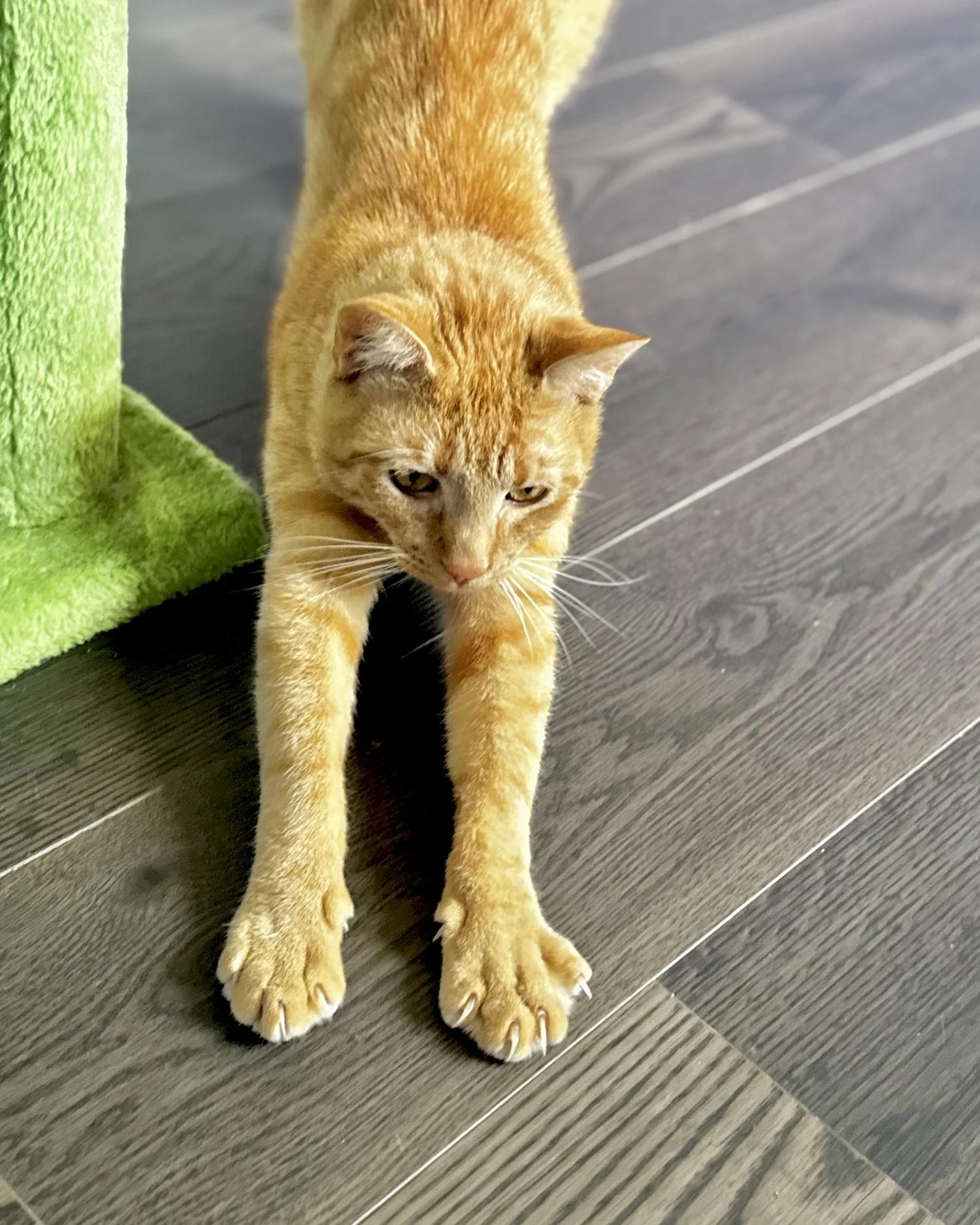 Enlarge Reg, a Adoptable Domestic Short Hair in Atlanta, GA image 2/6