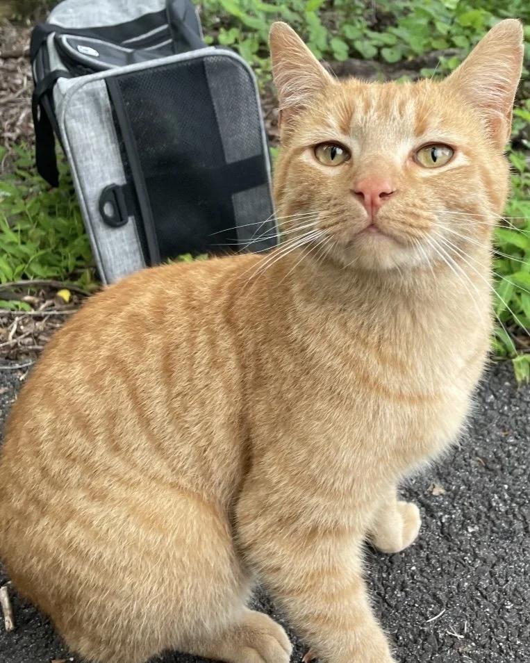 Enlarge Reg, a Adoptable Domestic Short Hair in Atlanta, GA image 3/6