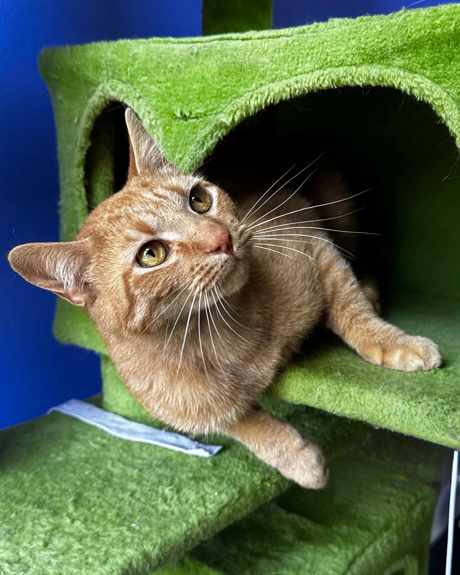 Enlarge Reg, a Adoptable Domestic Short Hair in Atlanta, GA image 4/6