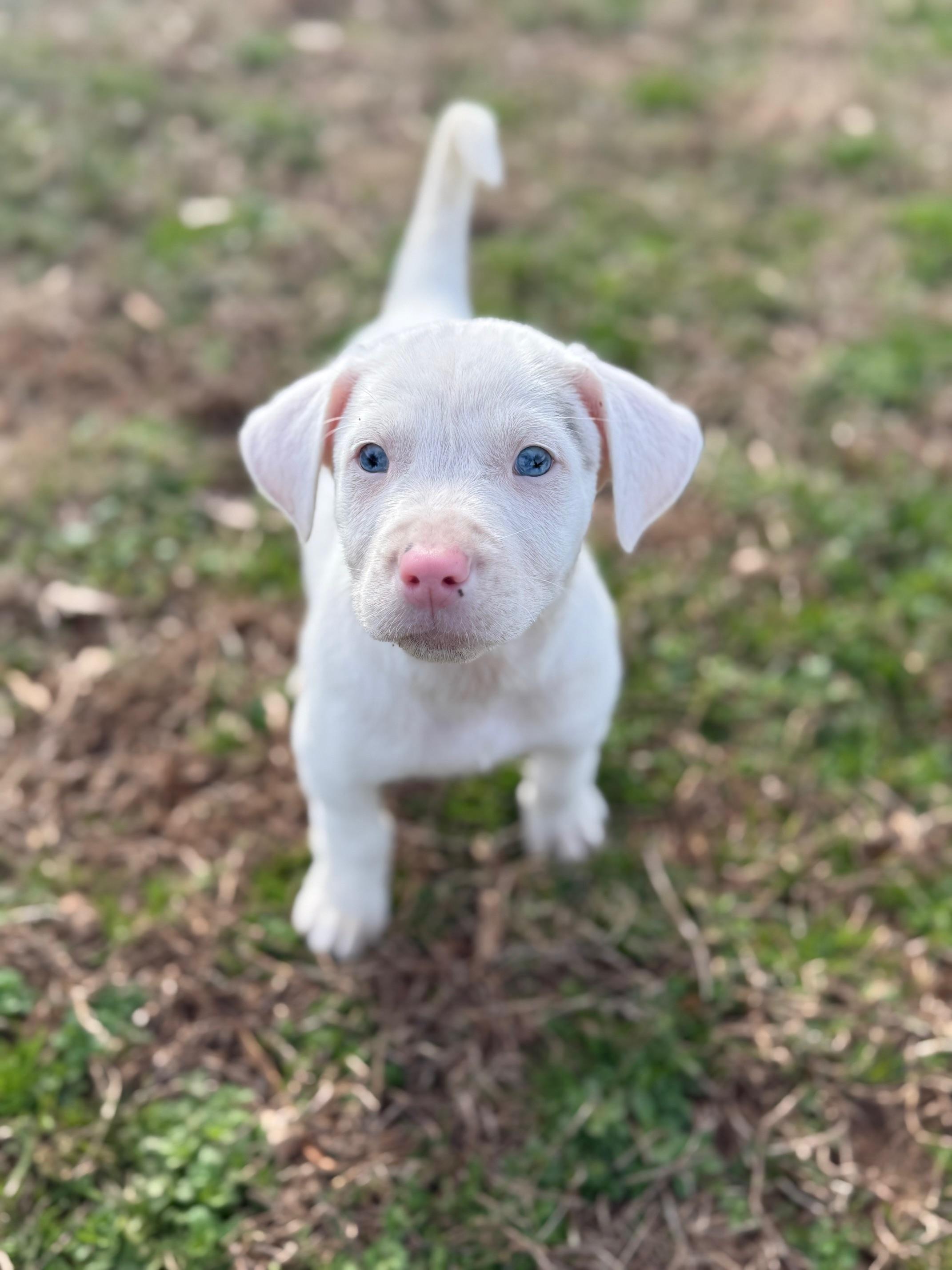 Cherub Heart — thumbnail 2