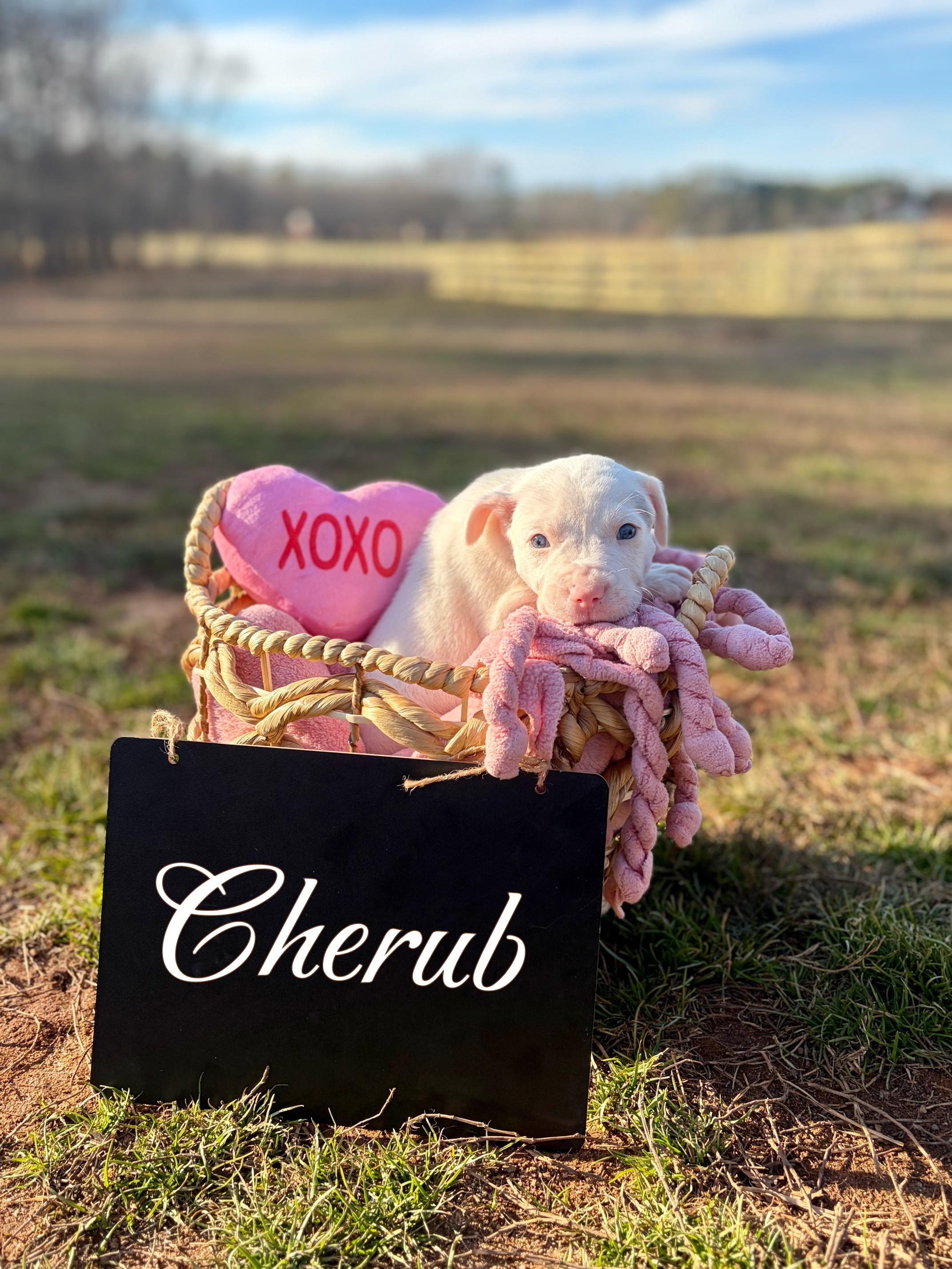 Cherub Heart — thumbnail 3