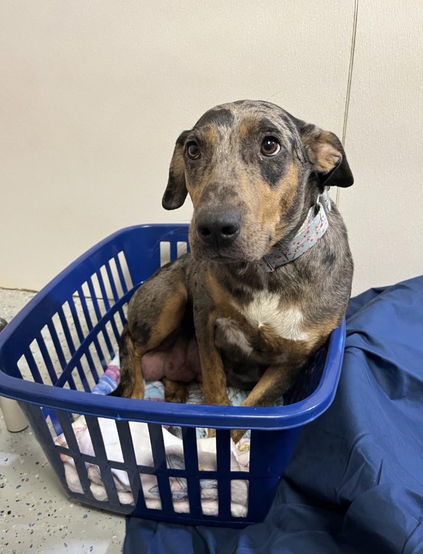 Cherub Heart — thumbnail 4