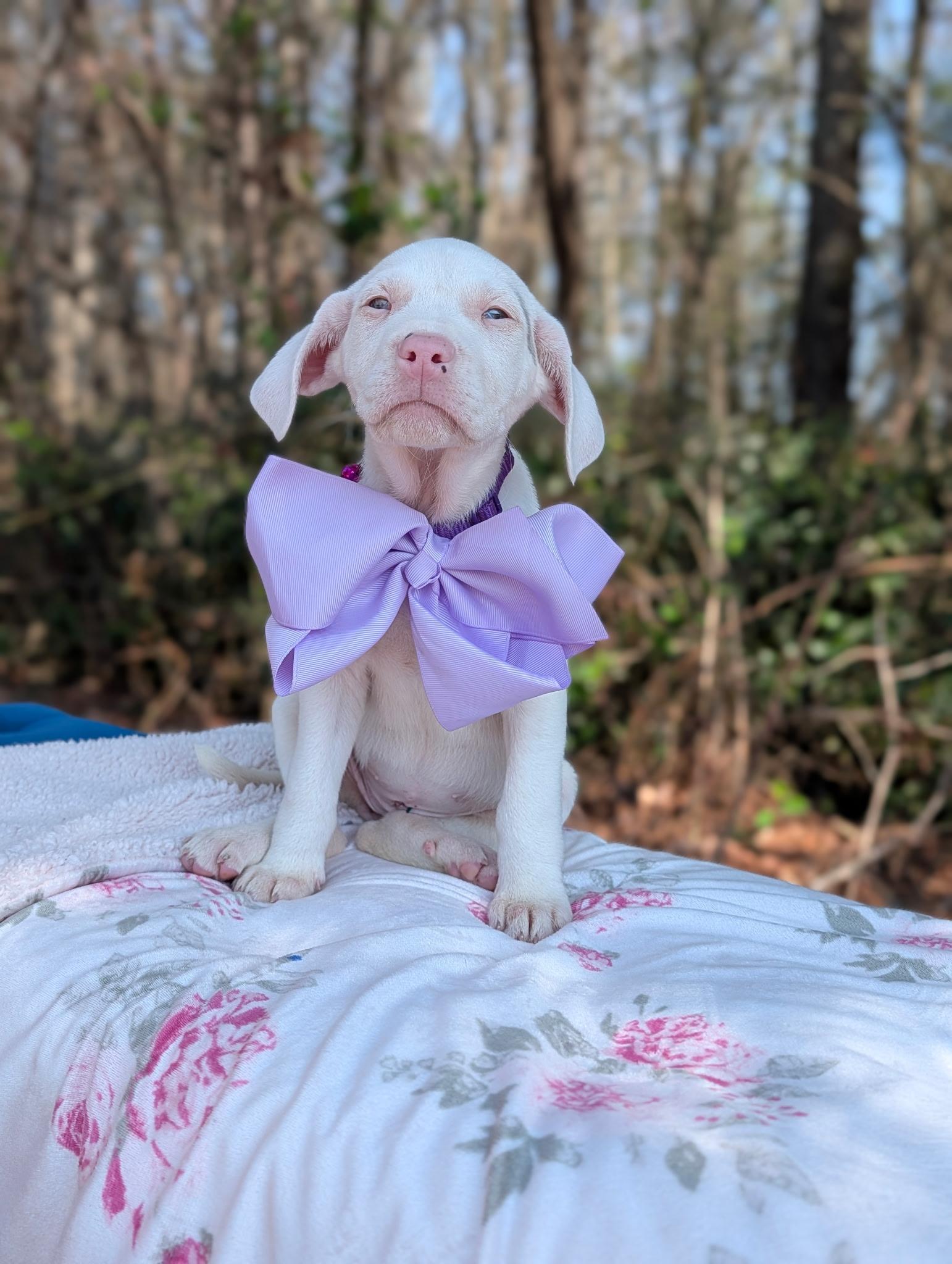 Cherub Heart — thumbnail 5