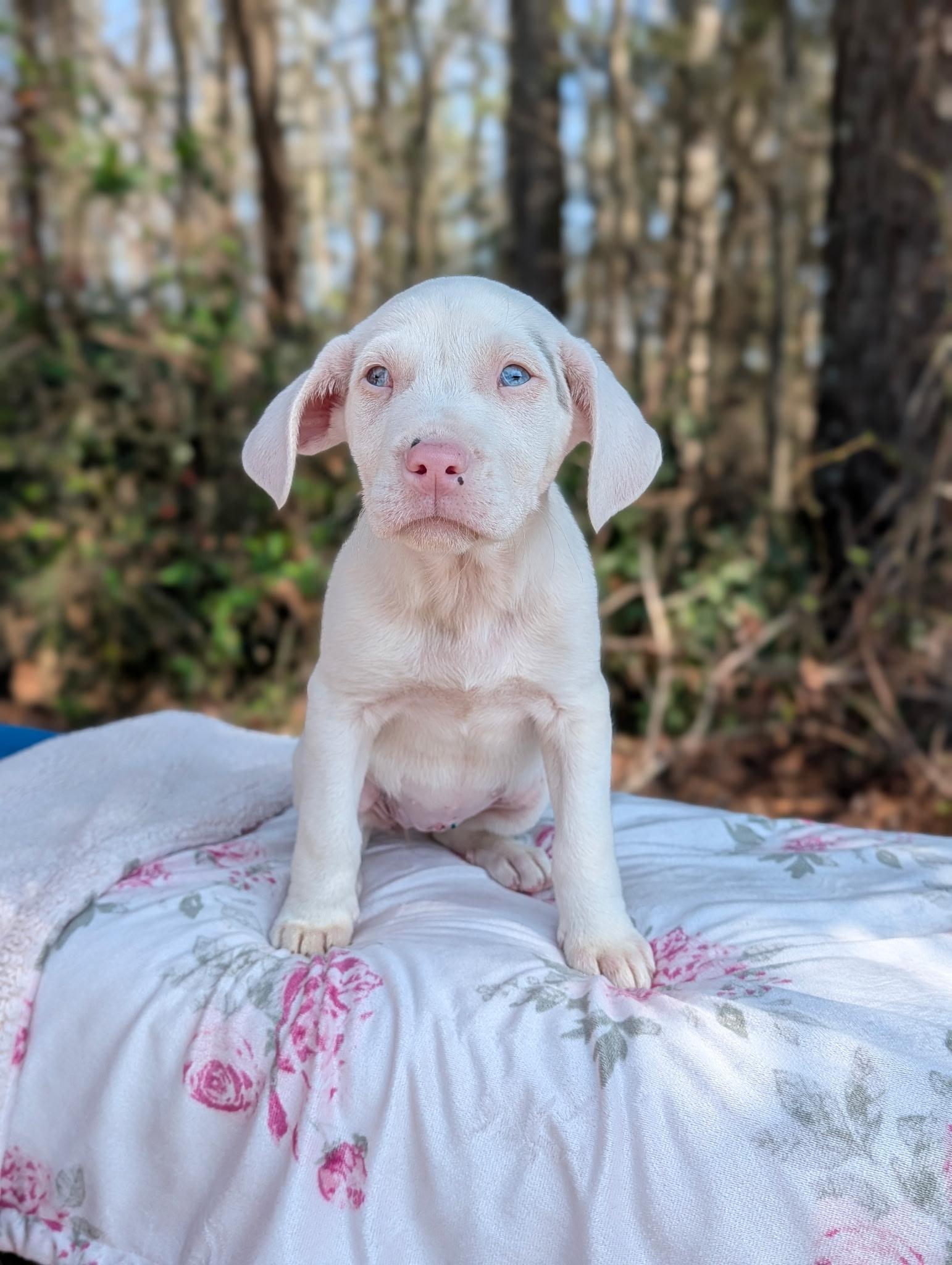 Cherub Heart — thumbnail 6