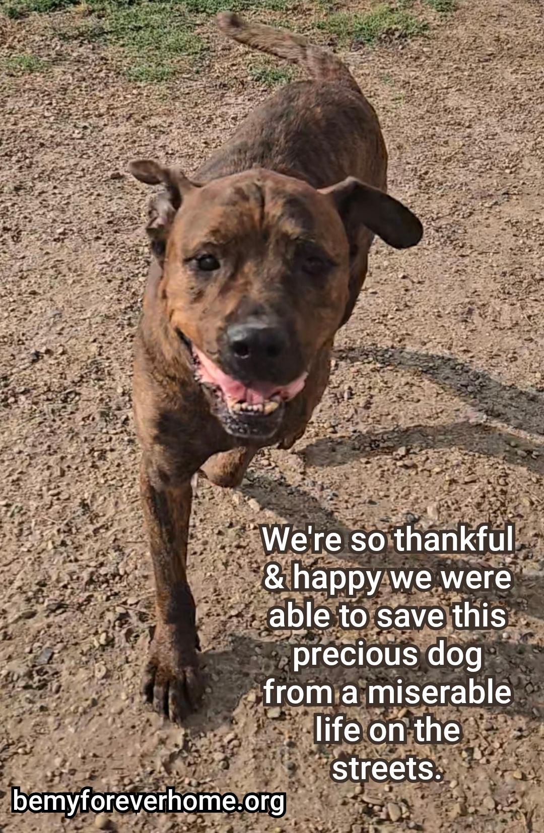 Enlarge Emmett, a Adoptable mixed breed in Plano, TX image 6/6