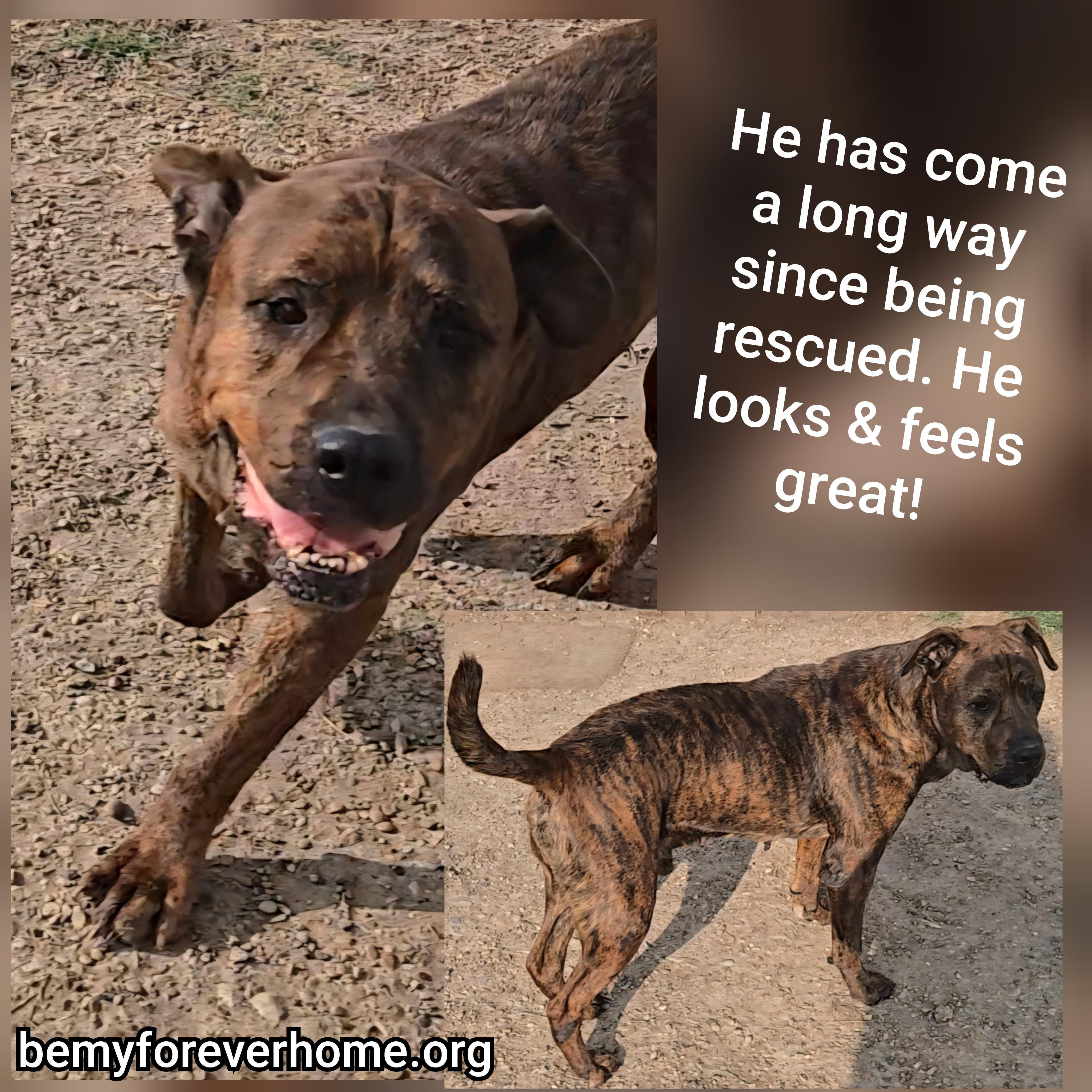 Enlarge Emmett, a Adoptable mixed breed in Plano, TX image 2/6