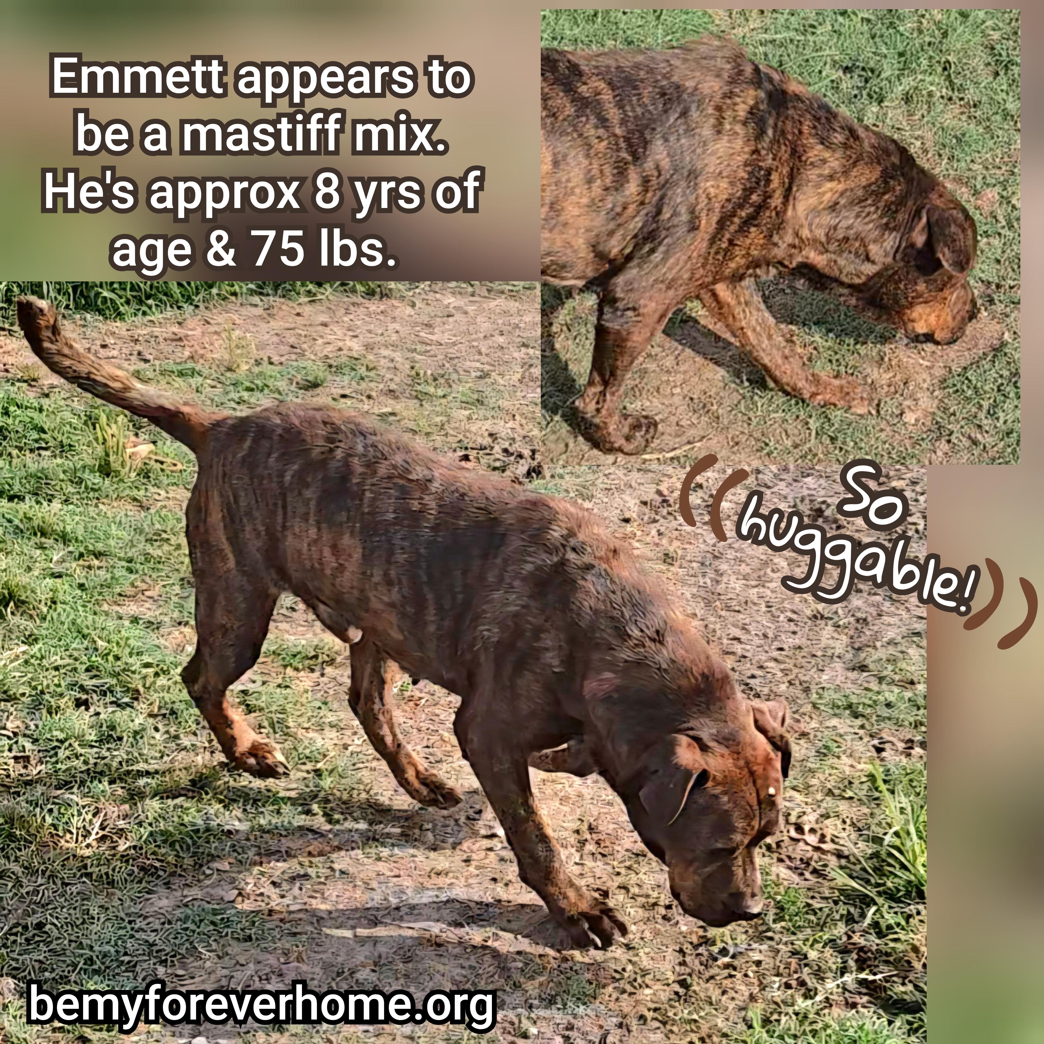 Enlarge Emmett, a Adoptable mixed breed in Plano, TX image 4/6