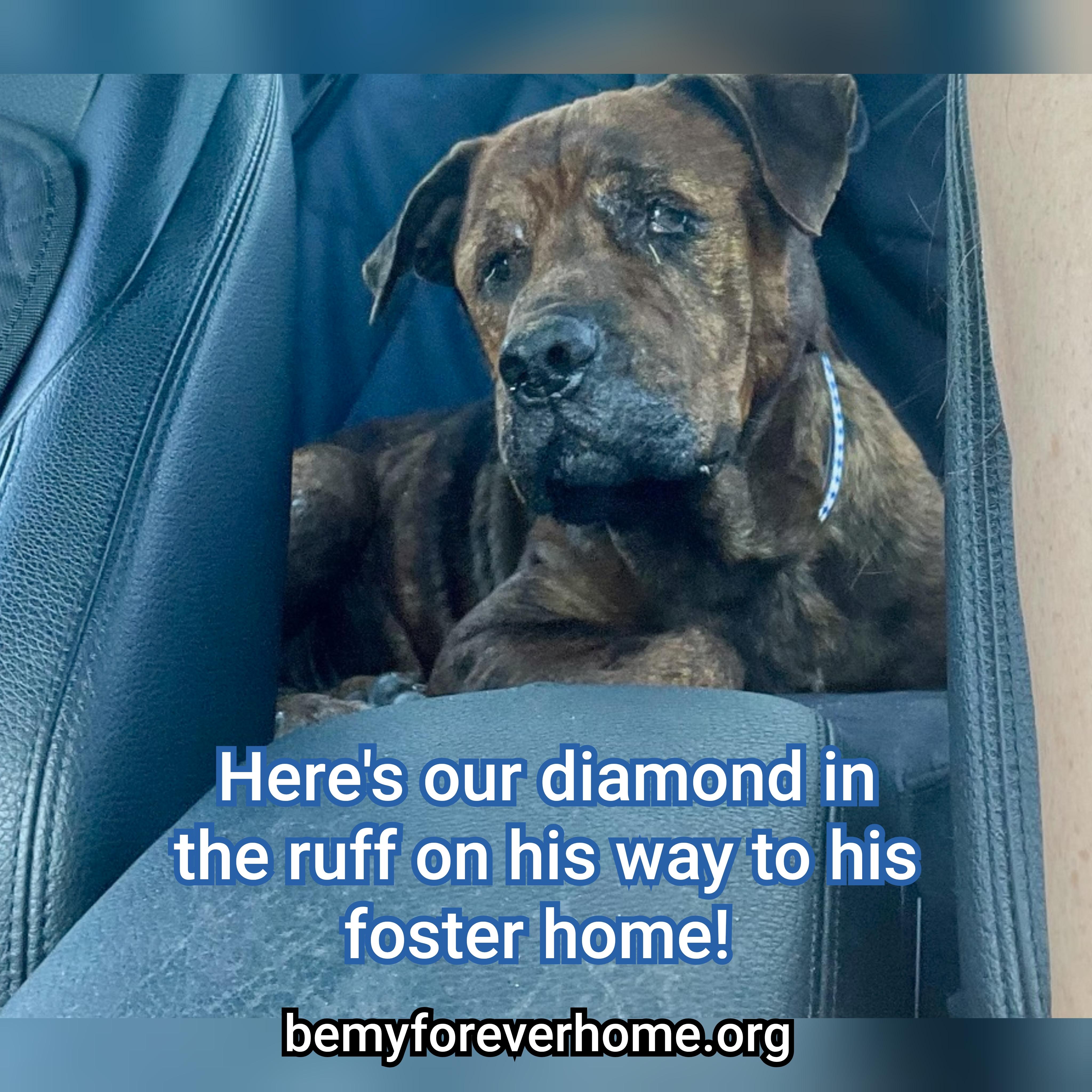 Enlarge Emmett, a Adoptable mixed breed in Plano, TX image 3/6