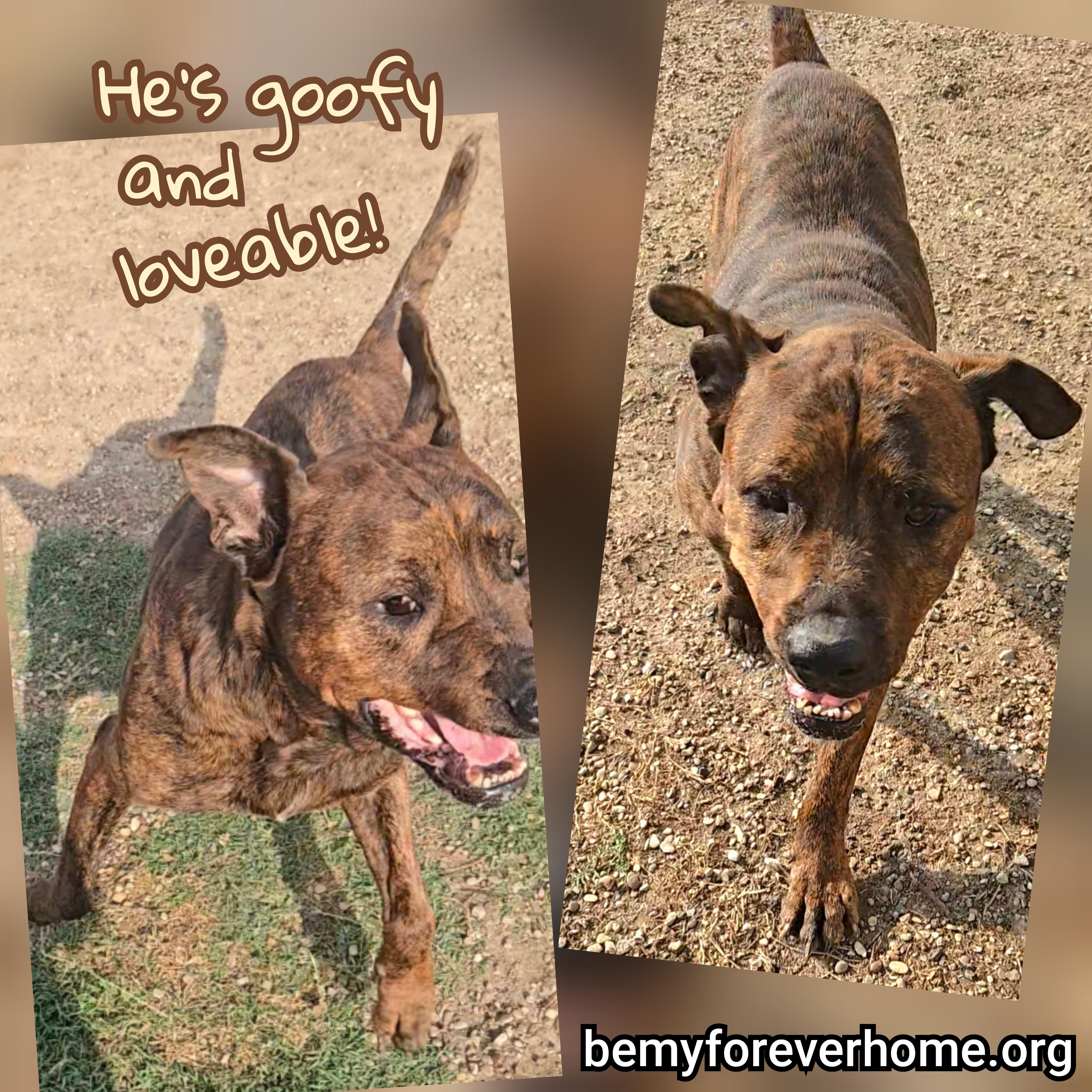 Enlarge Emmett, a Adoptable mixed breed in Plano, TX image 5/6