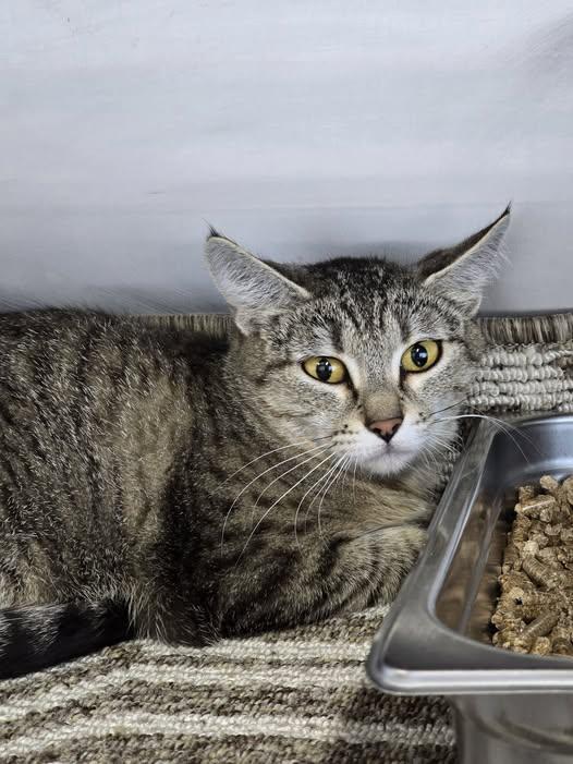 Enlarge Bunny, a ADOPTABLE Domestic Short Hair in Prineville, OR image 1/2