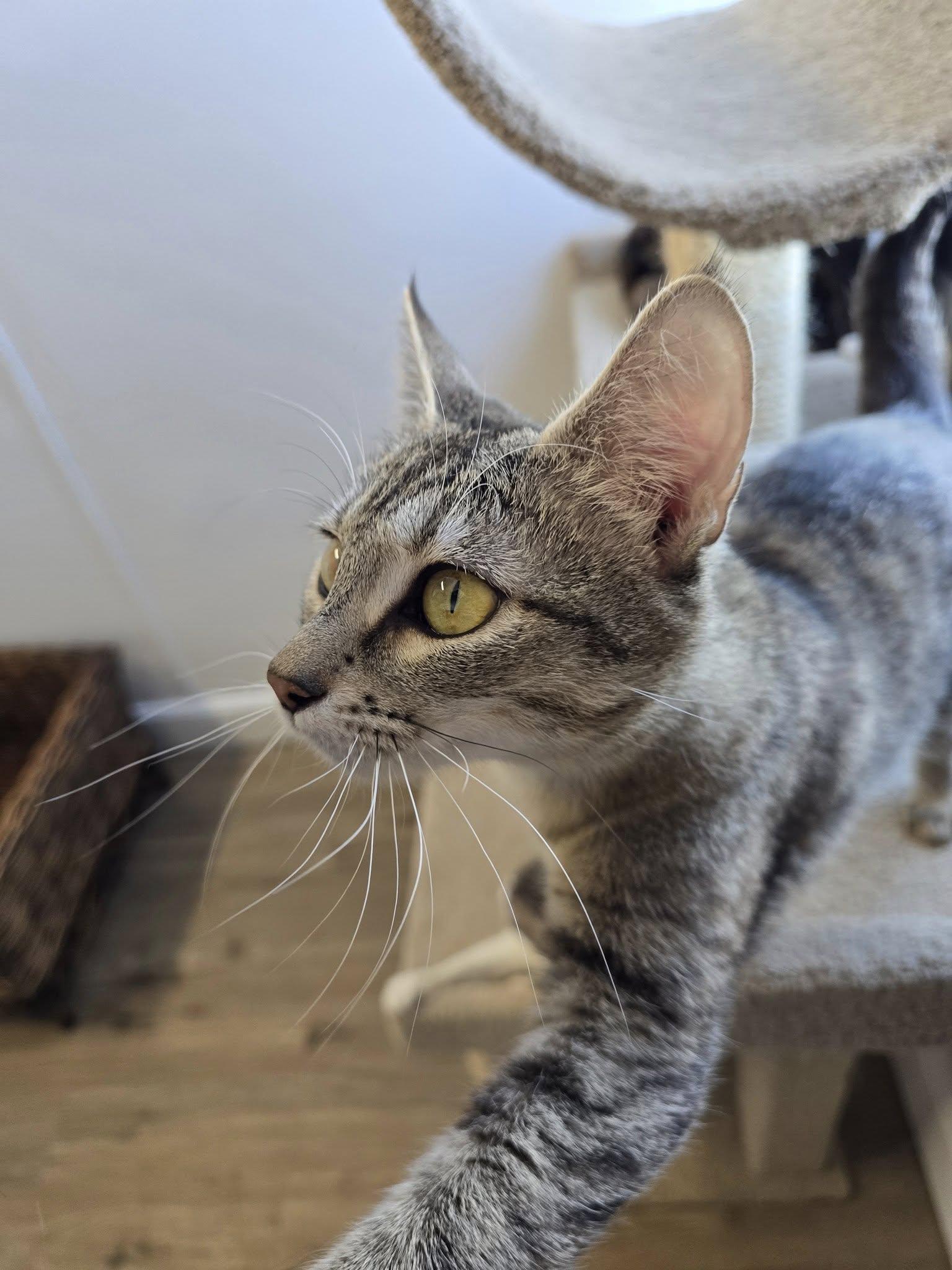 Enlarge Bunny, an adopted Domestic Short Hair in Prineville, OR image 1/2
