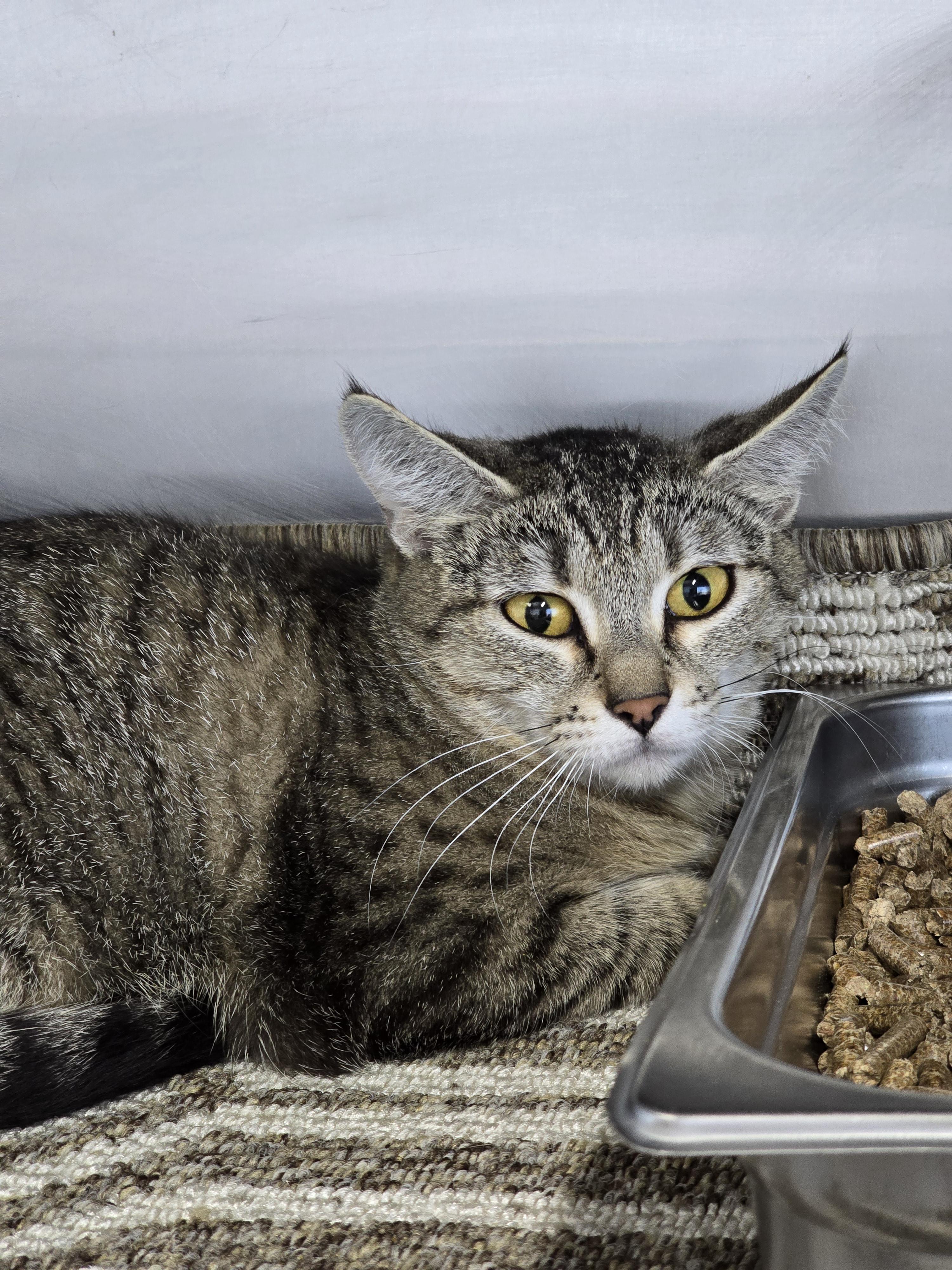 Enlarge Bunny, a ADOPTABLE Domestic Short Hair in Prineville, OR image 2/2
