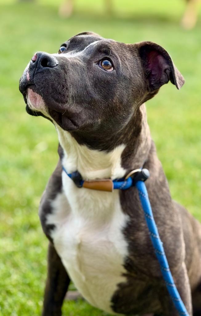 DENNIS, a Adoptable Terrier in Wintersville, OH image 1/3